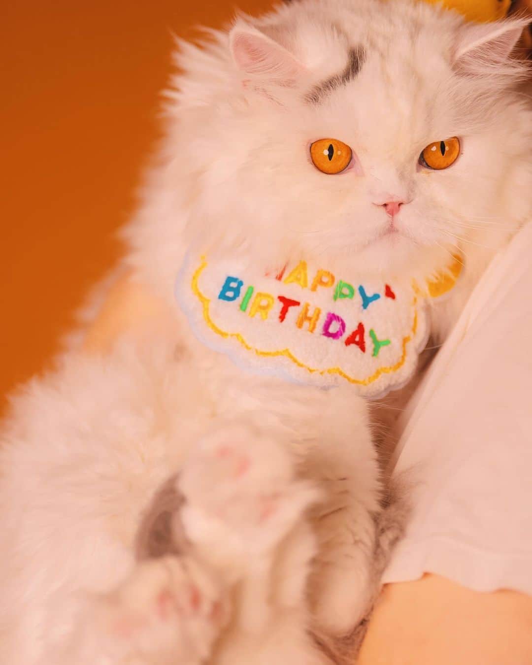 YingTzeのインスタグラム：「My cats never asked for this but … 🤣  Happy Birthday to my Baby Lancelot, Venom , Princess and Hermes 🎁 ✨ They turned 5 this year ! ✨  📸 @prestonles.ig  Studio @peoplegraphy」