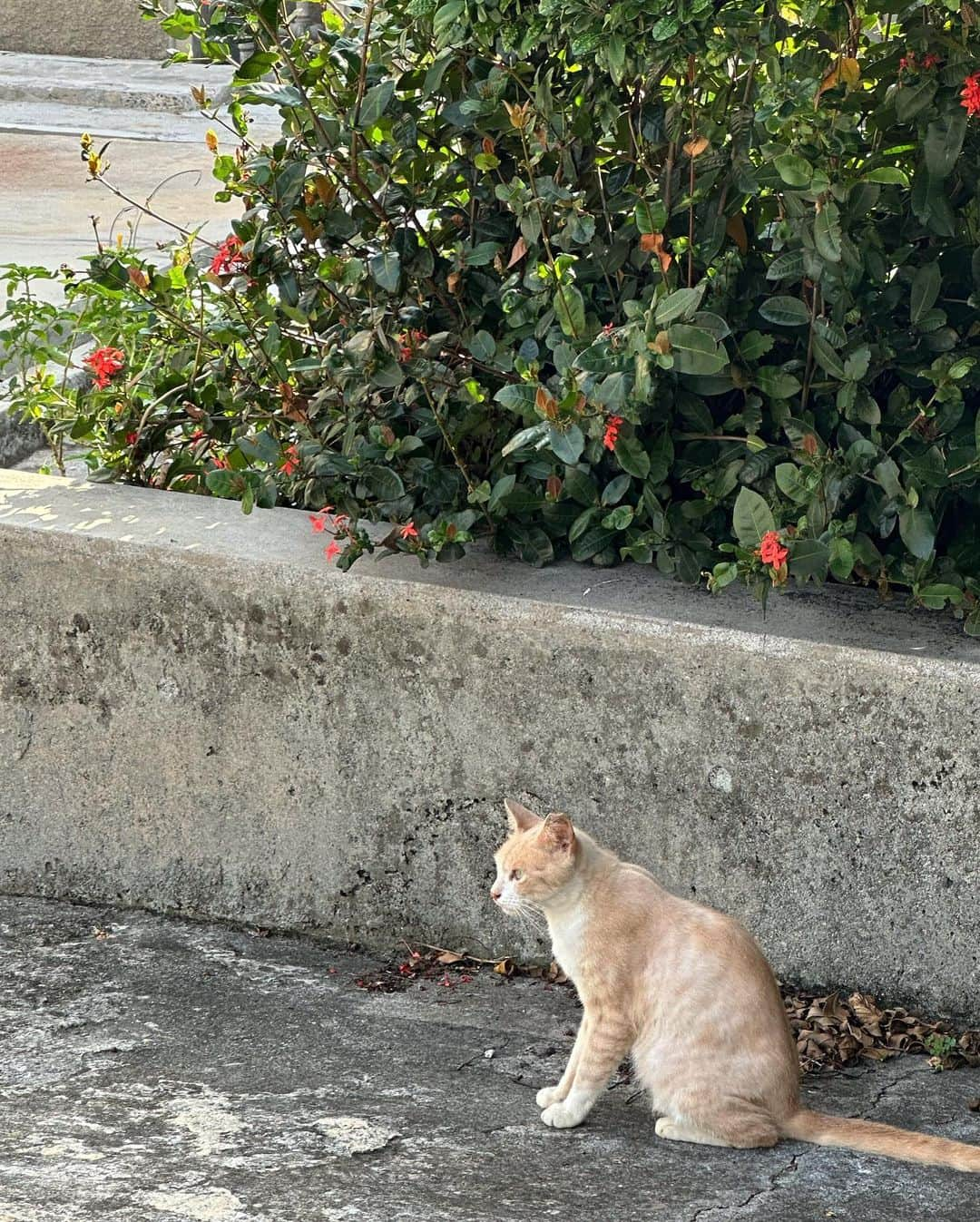 前沢海友さんのインスタグラム写真 - (前沢海友Instagram)「🐈☕️🍃 ㅤㅤㅤㅤㅤㅤㅤㅤㅤㅤㅤㅤㅤ 沖縄で出会った喫茶店 雰囲気がすごく良くてまた絶対行きたい ㅤㅤㅤㅤㅤㅤㅤㅤㅤㅤㅤㅤㅤ 器もコップも全て一つ一つ手作りで本当に素敵だった 夏のメロンソーダフロート最高 ㅤㅤㅤㅤㅤㅤㅤㅤㅤㅤㅤㅤㅤ #okinawa #cafe #nature #style #nice #newpost #l4l #沖縄 #喫茶店 #夏の思い出 #自然 #ファッション」9月12日 21時44分 - maezawamiyu