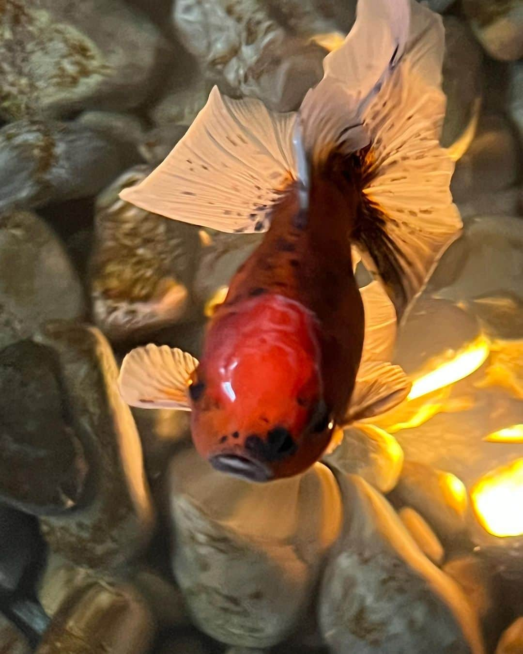 マーク・ジェイコブスのインスタグラム：「meet the new edition to our family.  Harry Hamlin, the charming and very handsome Oranda   @lisarinna   #happyfella #pondlife #fishy #mylifeaquatic #gratefulnothateful」