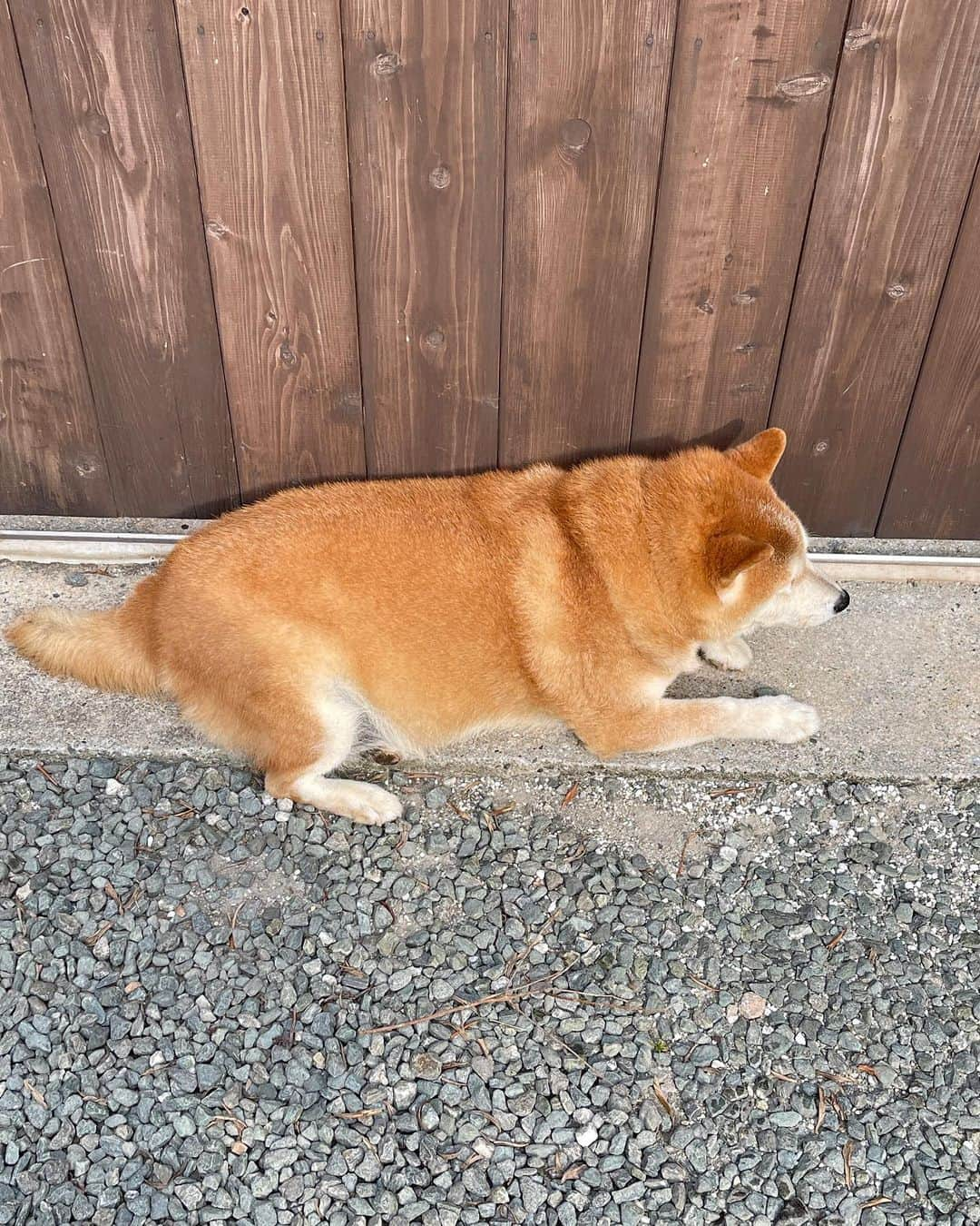 柴犬 たろさんのインスタグラム写真 - (柴犬 たろInstagram)「🎂14歳になりました🐻 ( ˶˙ᵕ˙˶ )੭ ℍ𝕒𝕡𝕡𝕪𝕓𝕚𝕣𝕥𝕙𝕕𝕒𝕪❤️  いつもありがとうわんわん🐶  少しずつおじいちゃんが進んでるけど👴 元気に過ごしてるわん🐶  昨日はお散歩の時に無人餃子🥟を買いに行ったよ  俵（たろ）が動かなくなり、18キロを抱えてお店まで行ったよ。  腰の骨が折れそうになったよ。🧔🏻‍♀️  皆んなも元気に過ごしてね❤️  タロちゃんより ワンワン  #shibainu #柴犬 #タロ誕🐖」9月12日 13時21分 - tarochantarochan