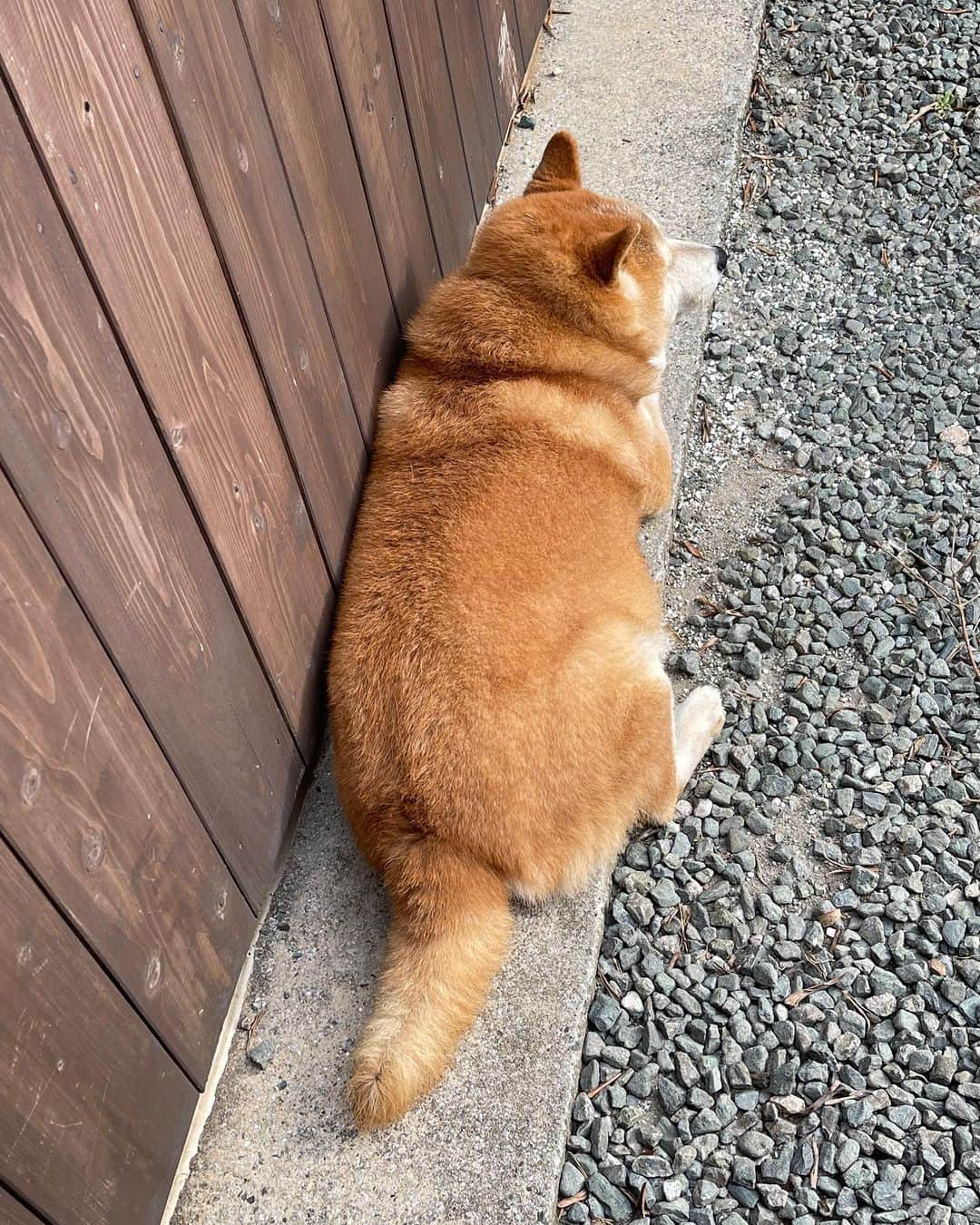 柴犬 たろさんのインスタグラム写真 - (柴犬 たろInstagram)「🎂14歳になりました🐻 ( ˶˙ᵕ˙˶ )੭ ℍ𝕒𝕡𝕡𝕪𝕓𝕚𝕣𝕥𝕙𝕕𝕒𝕪❤️  いつもありがとうわんわん🐶  少しずつおじいちゃんが進んでるけど👴 元気に過ごしてるわん🐶  昨日はお散歩の時に無人餃子🥟を買いに行ったよ  俵（たろ）が動かなくなり、18キロを抱えてお店まで行ったよ。  腰の骨が折れそうになったよ。🧔🏻‍♀️  皆んなも元気に過ごしてね❤️  タロちゃんより ワンワン  #shibainu #柴犬 #タロ誕🐖」9月12日 13時21分 - tarochantarochan