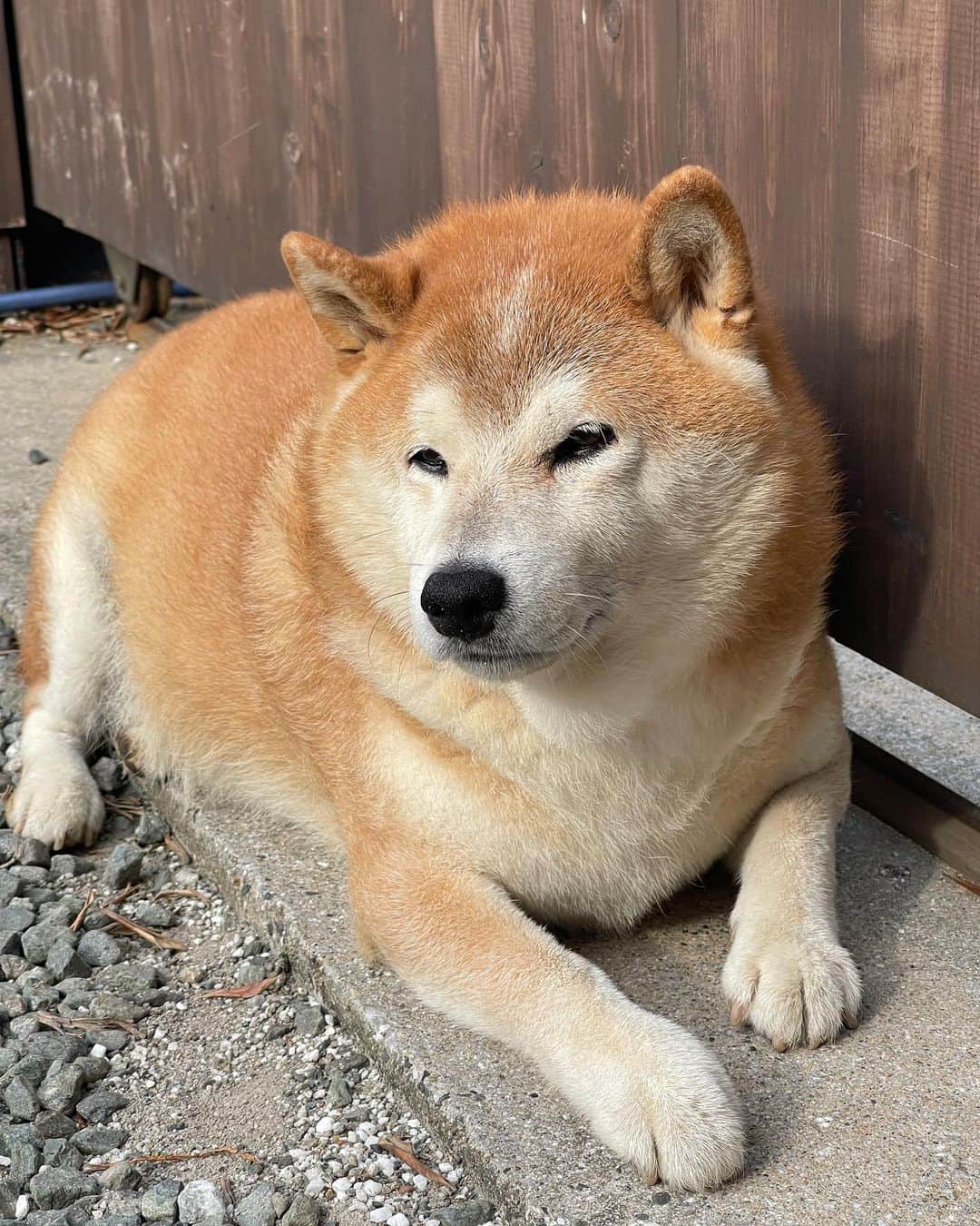 柴犬 たろのインスタグラム：「🎂14歳になりました🐻 ( ˶˙ᵕ˙˶ )੭ ℍ𝕒𝕡𝕡𝕪𝕓𝕚𝕣𝕥𝕙𝕕𝕒𝕪❤️  いつもありがとうわんわん🐶  少しずつおじいちゃんが進んでるけど👴 元気に過ごしてるわん🐶  昨日はお散歩の時に無人餃子🥟を買いに行ったよ  俵（たろ）が動かなくなり、18キロを抱えてお店まで行ったよ。  腰の骨が折れそうになったよ。🧔🏻‍♀️  皆んなも元気に過ごしてね❤️  タロちゃんより ワンワン  #shibainu #柴犬 #タロ誕🐖」