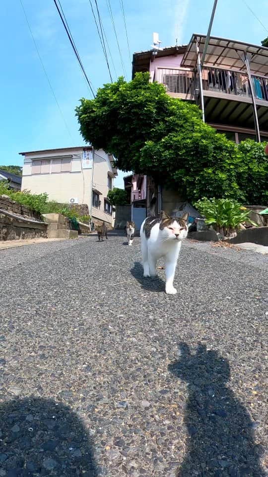 感動猫動画のインスタグラム：「猫集まってきた」