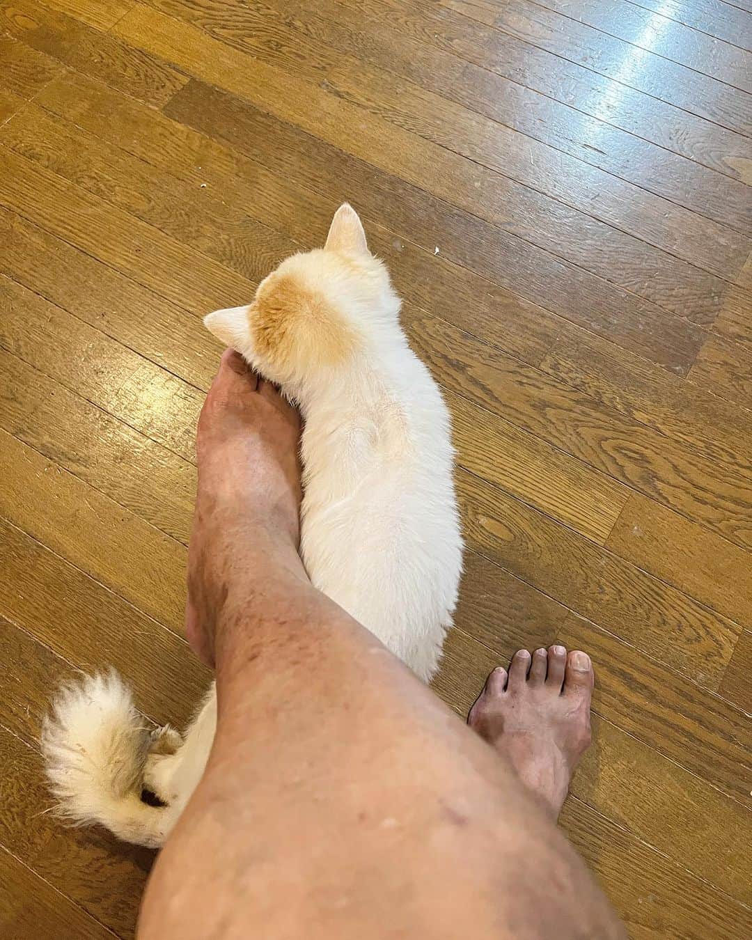 Kachimo Yoshimatsuのインスタグラム：「まとわりつく。  汚い足ですいません。  #うちの猫ら #猫 #ねこ #okaki #ニャンスタグラム #にゃんすたぐらむ #ねこのきもち #cat #ネコ #catstagram #ネコ部 http://kachimo.exblog.jp」