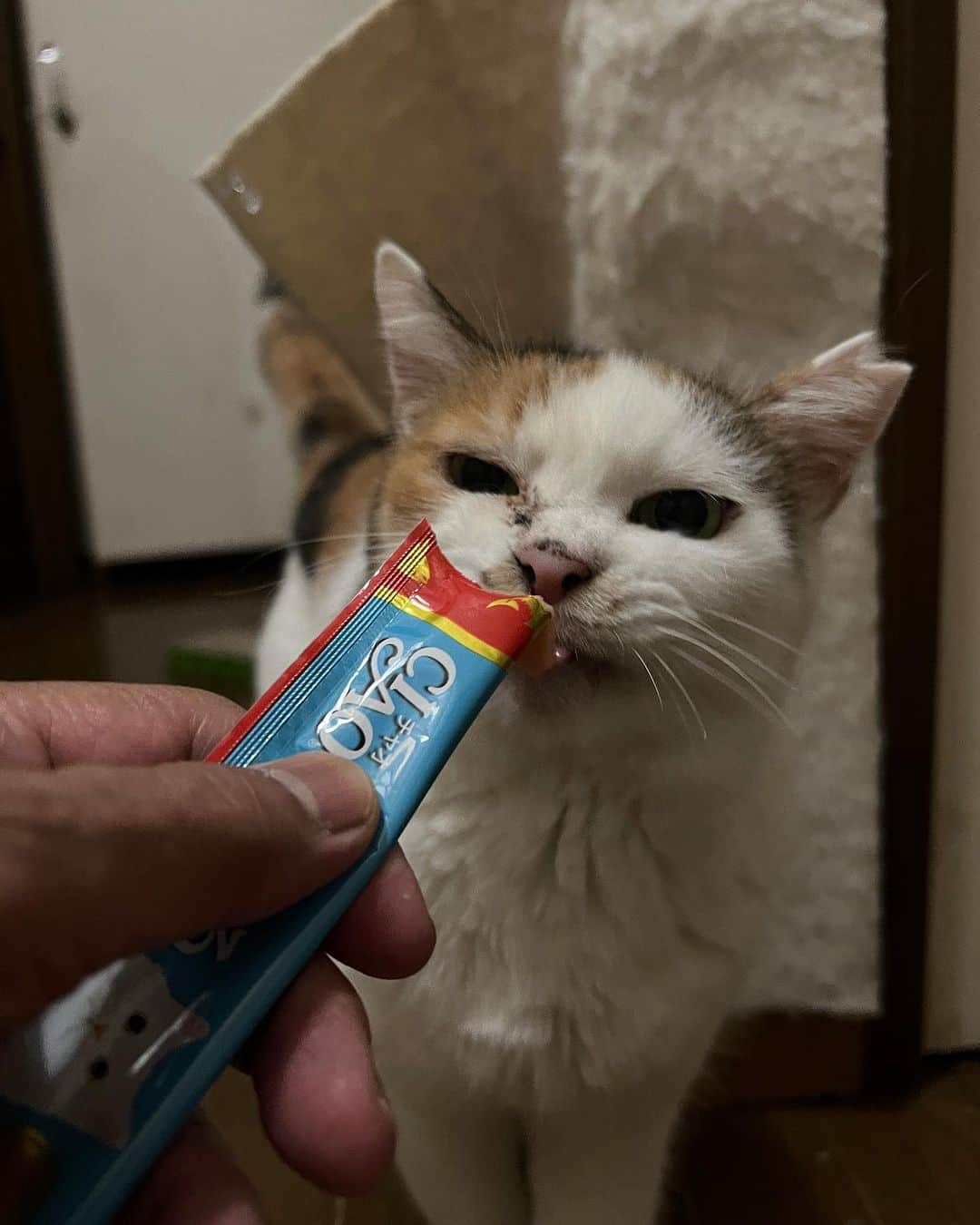 Kachimo Yoshimatsuのインスタグラム：「寝る前ちゅーる  #うちの猫ら #猫 #mikeko #ねこ #ニャンスタグラム #にゃんすたぐらむ #ねこのきもち #cat #ネコ #catstagram #ネコ部 http://kachimo.exblog.jp」