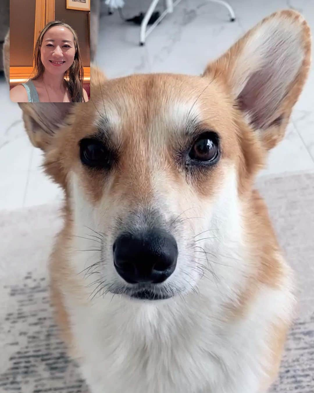 レイチェル・チャンのインスタグラム：「Video chat with my corgi Bashar💖 東京出張の時は我が家のコーギーとテレビ電話します。  #ビデオ通話　#videochat  #コーギー　#corgi #basharthecorgi #basharthedog」