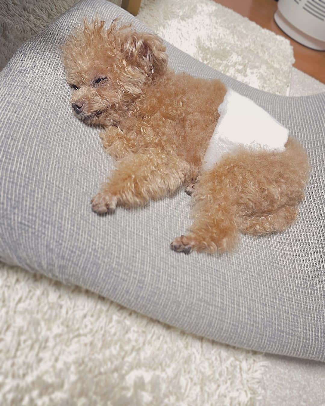 のインスタグラム：「おぱんちゅふわ。  背中にあった3mmくらいの脂肪のかたまりを取っていただいたあと先生に処置していただいた姿がかわいすぎる。 もちろん、ふわは元気でこちらはただのお昼寝中でし。  #toypoodle#toypoodlegram#dogsofinstagram#instadog#doglover#doglife#cutedog#dog#fuwamama#ふわもこのふわ#ふわ#トイプードル#ふわもこ部#犬バカ部#親バカ部#犬のいる暮らし#いぬすたぐらむ#最強寝顔」