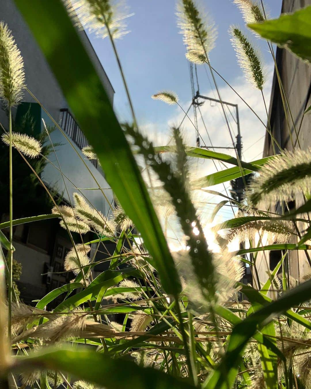 花盛友里のインスタグラム：「いつかの散歩中の猫じゃらし。  最近植物の本ばっかり読んでるから全ての植物が愛おしくて仕方ない！！！！ 大都会の片隅で子孫を残すためにあの手この手で生き延びる植物たちよ！  大自然の大ジャングルとか大自然の大湿原とかに行きたい。。。」