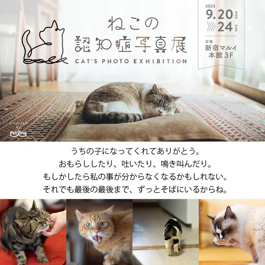 PECOねこ部のインスタグラム