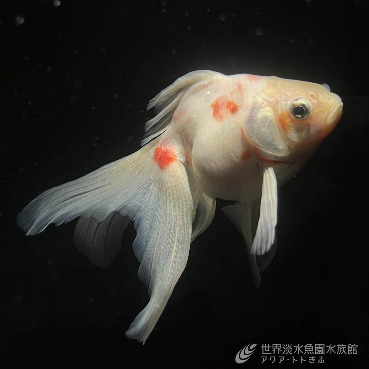 世界淡水魚園水族館 アクア・トト ぎふのインスタグラム：「企画展で撮影した写真を募集中です！  #夏のアクアトトの金魚 をつけて投稿していただくと、抽選で20名様に企画展のオリジナルグッズ「金魚飴缶」をプレゼント！  皆さまのご参加、お待ちしています。  詳しい応募方法はHPもご覧ください。 https://aquatotto.com/event/schedule/detail.php?p=16917#sns  ※この写真はスタッフが撮ったものです。  #アクアトト #水族館 #aquarium #企画展 #金魚 #きんトト #夏のアクアトトの金魚 #オアシスパーク #河川環境楽園」
