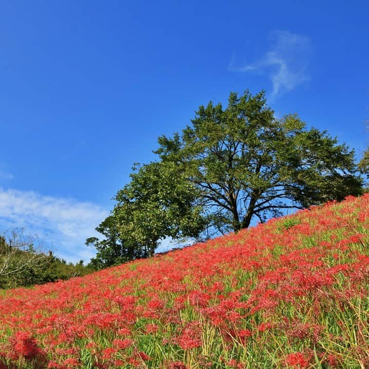 九州電力のインスタグラム：「400万本の彼岸花🌸🍵 . 宮崎県小林市にある「萩の茶屋」は、定番の観光ルート青島・霧島・桜島（3島ルート）を結ぶ、えびのスカイライン沿いにある休憩所です🌞 花の名所として知られており、秋には400万本の見事な彼岸花が咲き誇ります。 . ----------------------------------------------- 📍萩の茶屋 住所：宮崎県小林市野尻町紙屋（花街道国道268号線沿い） 駐車場：あり ----------------------------------------------- ※写真提供：小林まちづくり社・スミちゃんラーメン萩の茶屋店 ※写真は過去に撮影されたものです。 . お届けする九州の風景が、皆さまの元気や癒しになれば幸いです☘️  #九州電力 #宮崎 #小林市 #萩の茶屋 #彼岸花 #ヒガンバナ #宮崎観光」