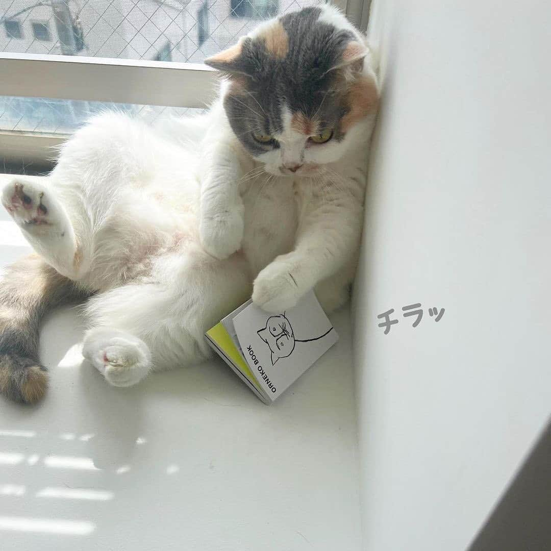 PECOねこ部のインスタグラム