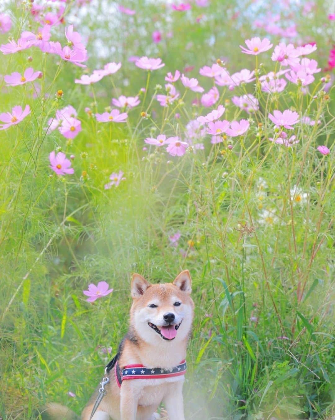 PECO いぬ部のインスタグラム：「「ちょっぴり秋のにおい🌼」  ㅤㅤ 今回素敵な投稿をしてくださったのは… @sono._cho._.bi._.ta_.1205 さん（ちょび太くん） 他にも素敵なお写真がたくさんあるので ぜひ遊びに行ってみてね♪ ㅤㅤ ㅤㅤ ㅤㅤ 〖 #pecoいぬ部（ #ペコねこ部 ） 〗をつけてご投稿いただくと PECOのSNSで楽しくご紹介させていただきます😋 フォロー&コメントお待ちしています✨ ㅤㅤ ㅤㅤ  ============================== @pecodogs（ @pecocats ）☚YouTubeでも可愛いワンコ（ニャンコ）紹介中🐶💕 ==============================  #犬のいる暮らし #犬部 #犬好きな人と繋がりたい #dogstagram #doglover #멍스타그램 #개스타그램 #豆柴 #mameshiba #秋桜 #夏の終わり #秋の訪れ」