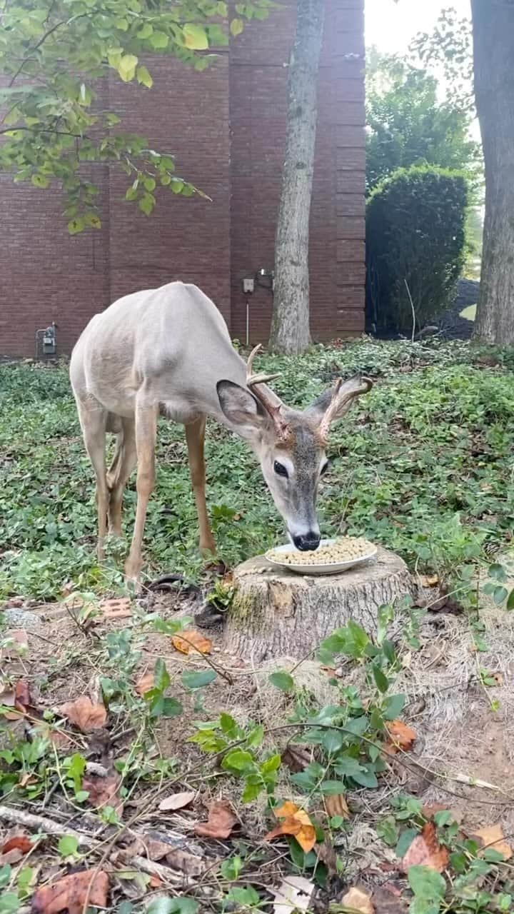 ジョアンナ・ブラッディのインスタグラム：「Love my mornings with this sweet boy 💕 . . . . . . . #deer #love #animal #animals #nature #adventure #rehabilitation」