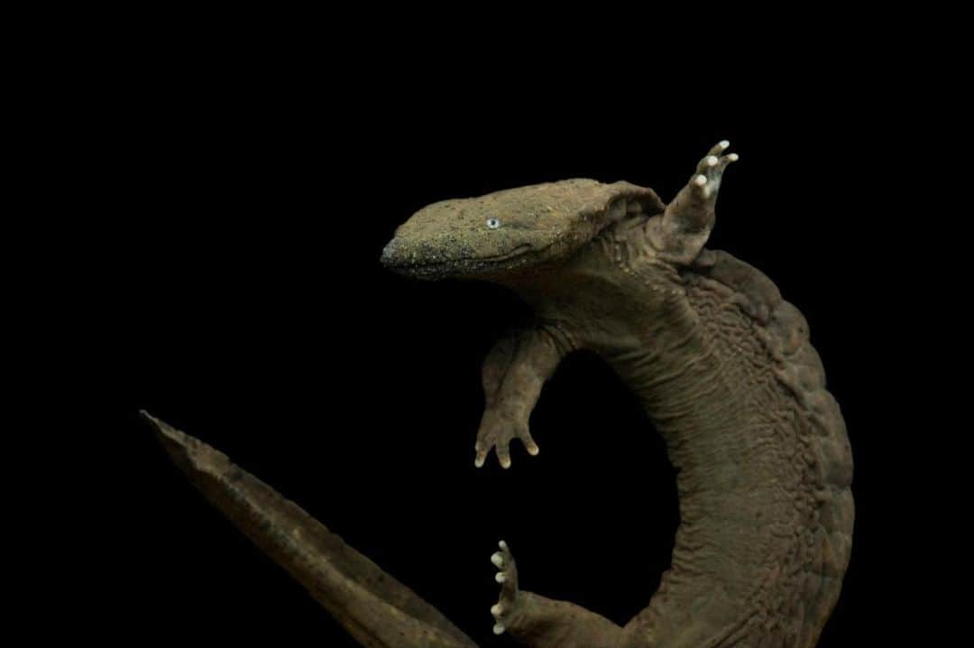 Joel Sartoreさんのインスタグラム写真 - (Joel SartoreInstagram)「Mud cat, devil dog, lasagna lizard - North America’s largest salamander is a two-foot-long amphibian of many names. Excessively slimy and nocturnal, the eastern hellbender inhabits freshwater streams from New York to Georgia and Missouri. Photo taken @sanfranciscostate.   #hellbender #salamander #animal #wildlife #amphibian #photography #animalphotography #wildlifephotography #studioportrait #PhotoArk @insidenatgeo」9月12日 22時33分 - joelsartore