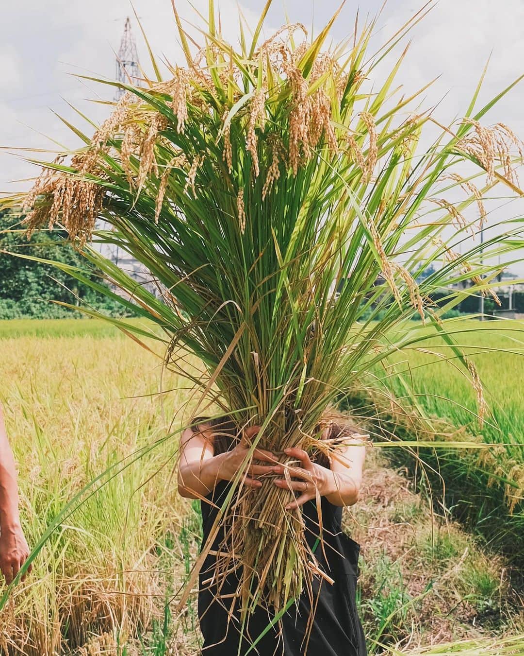 Kazukiのインスタグラム：「無添加、無農薬のお米作りチャレンジも最終章の稲刈り🌾 . 安全安心なお米を育ててみたいと思って購入させてもらった田んぼが、 気づいてみたら関わってくれる友達、家族、社員、取引先、色々な出会いと想いが繋がる場所になった“田んぼ” . 土を育て、水を循環させ、自然の力でお米が成長する周期を経験できることは貴重な経験になります。 ここからは短年ブームではなくて、長期カルチャーとして貢献できる環境を創出していきます🌍 . 良い考えや取り組みは、必ず根をはり花を咲かせる。 素敵な出会いが実る場所 @kiraboshi_farm  . . . #複合発酵#常在菌#循環#稲刈り#栃木県#小山市#お米#農業体験#キラ星農園#オーガニック米#手植え#一粒万倍日#無農薬米」