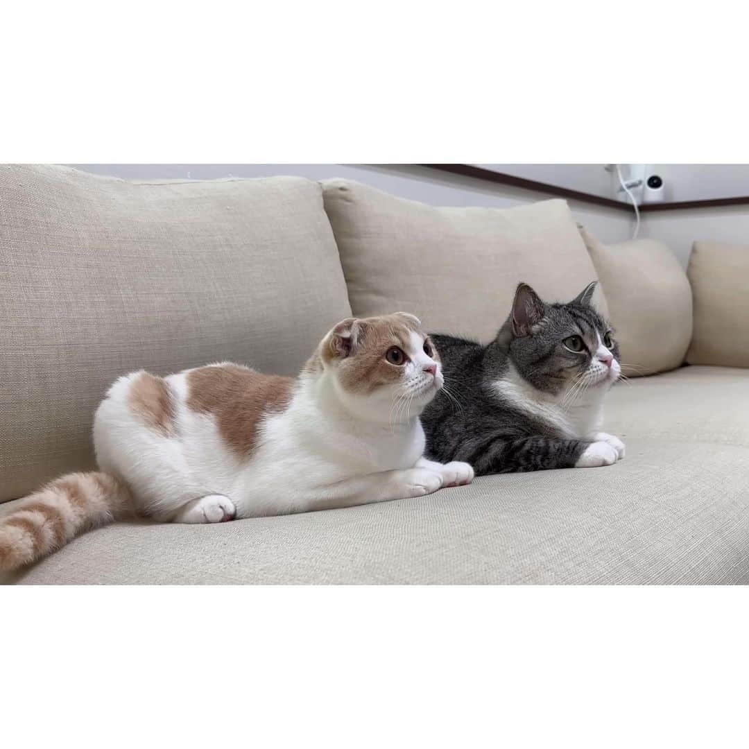 もちまるさんのインスタグラム写真 - (もちまるInstagram)「飼い主と一緒にホラー映画を観る猫たち」9月12日 18時05分 - catmotimaru