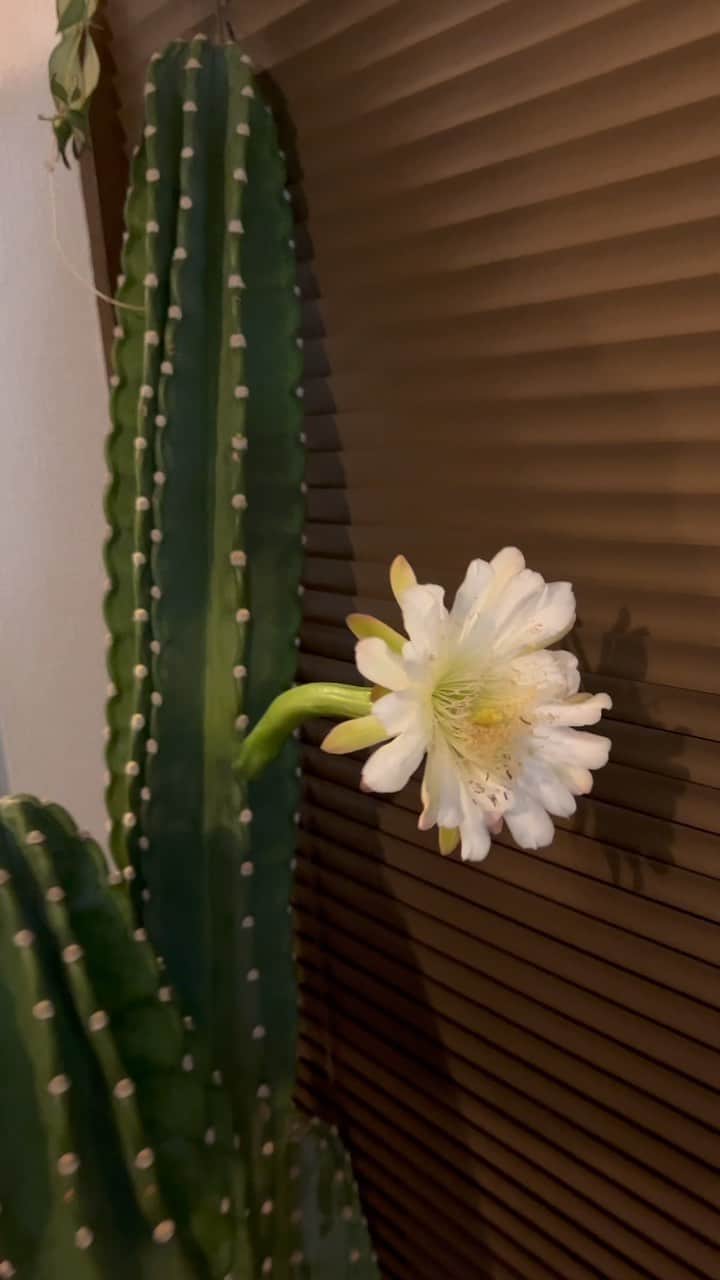 たけだバーベキューのインスタグラム：「今年も会えました！ 年に一度夜にだけ咲くさぼてんの花！ . #サボテン #サボテンの花 #cactus」