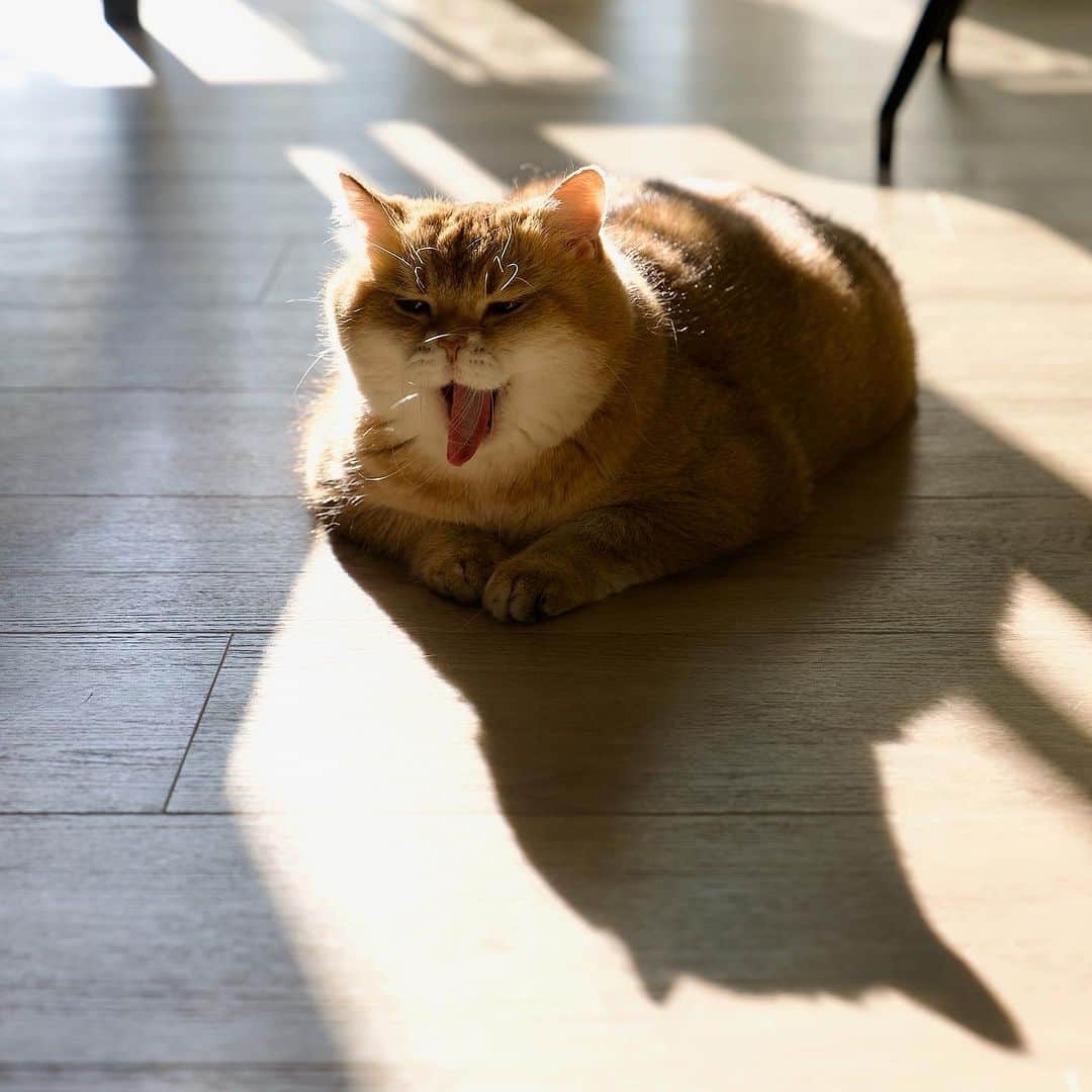 Hosicoのインスタグラム：「Good day! 😸」