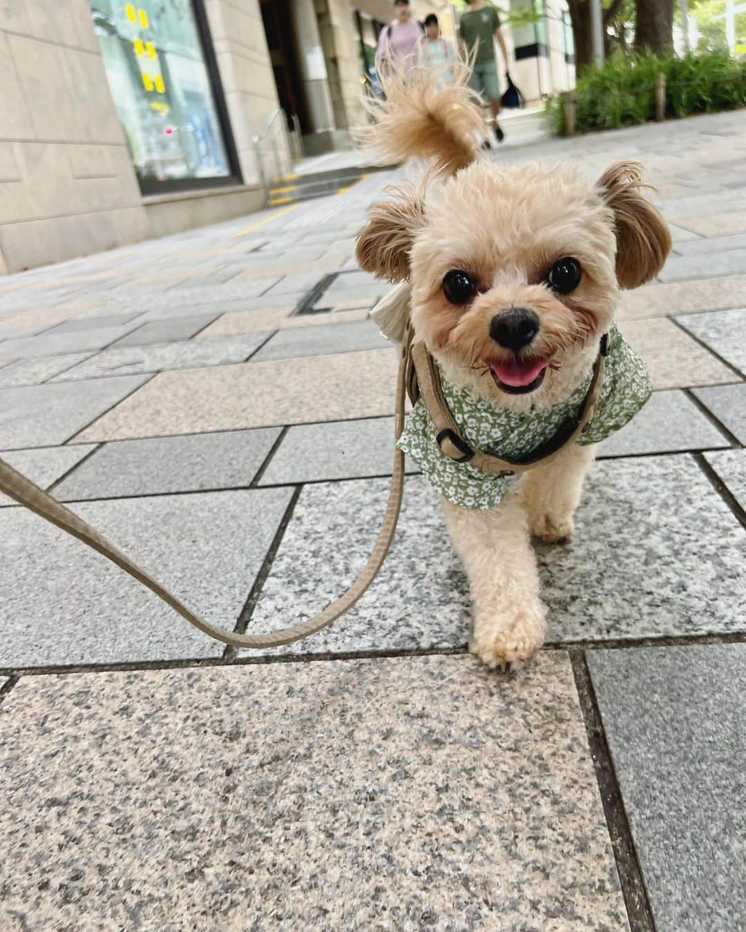 杉野希妃さんのインスタグラム写真 - (杉野希妃Instagram)「残暑のマノンたま特集🍧 #きゃわ大収穫祭」9月12日 19時11分 - kikisugino