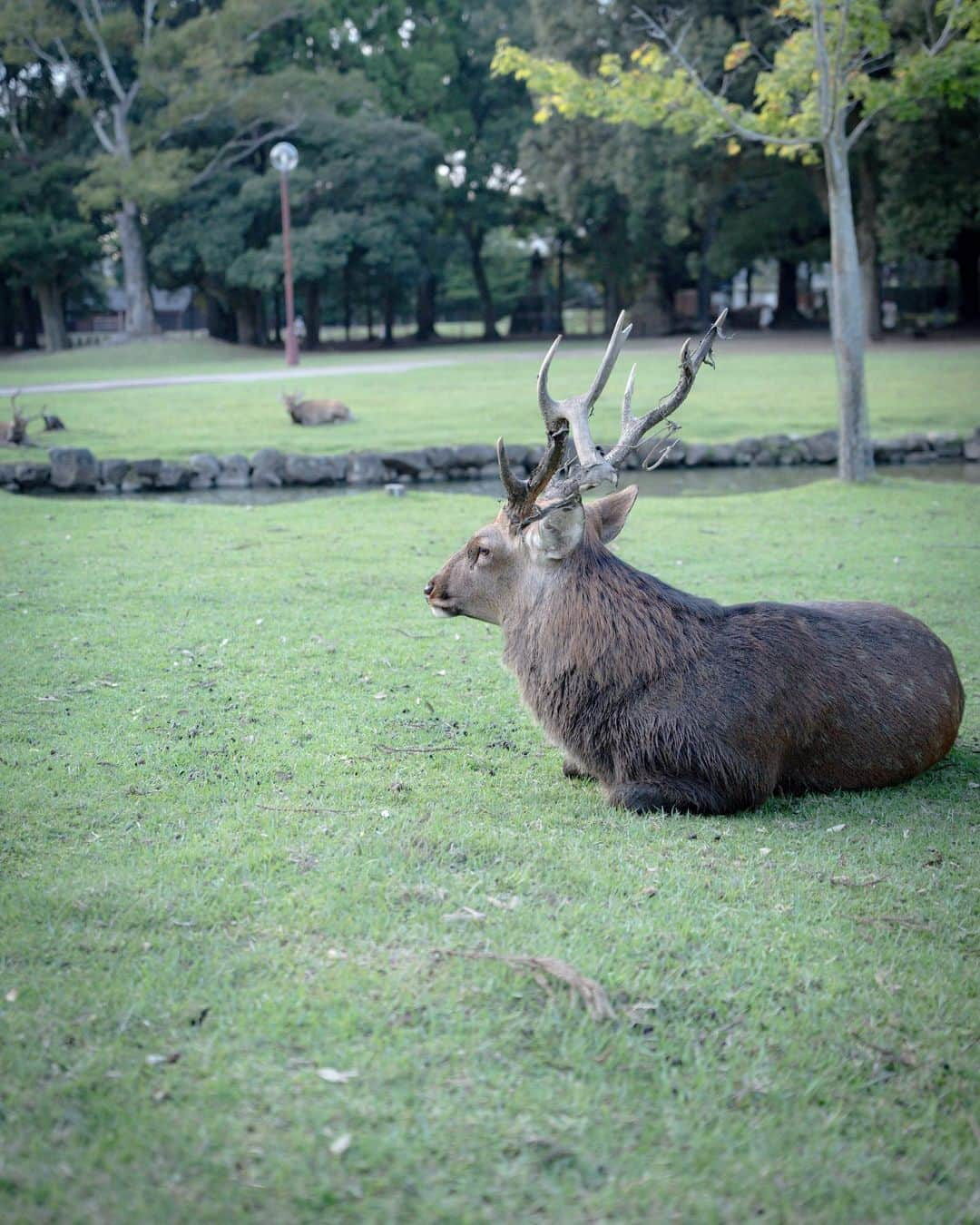 иαяα & куσтσ νιятυαℓ ωσяѕhιρのインスタグラム：「. ユニークな角 . 奈良公園の鹿さん達の日常🦌 のんびり過ごす彼らとの共存がこれからも続きますように。 Nara Deer Park. Nara Prefecture Japan. .  #鹿 #鹿活 #奈良公園 #奈良の鹿 #奈良公園の鹿 #わたしは奈良派 #奈良県景観資産 #nara #narapark #narajapan #naradeerpark #photo_jpn #team_jp_ #lovers_nippon #retrip_nippon #wu_japan #japan_of_insta #team_jp_ #nipponpic #japan_daytime_view」