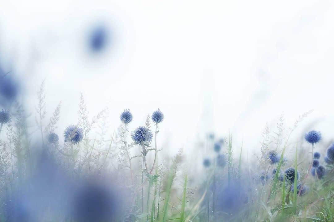 花の写真館のインスタグラム：「Photo by @li_la_rirr. https://instagram.com/li_la_rirr/ . Original Post[投稿いただいたURL] https://www.instagram.com/p/CwZrJQ0P2B6/ . 本アカウントは、 #私の花の写真 をつけてInstagramに投稿された皆さまの花の写真や、「花の写真館」Facebookページで投稿された花の写真を紹介します。 「花の写真館」Facebookページは、「 @floral.photograph 」のプロフィールにあるURLからご覧ください。 . ※各種法令、マナー、関係者の指示に従った撮影をお願いします。 *Please ensure that your photography adheres to all relevant laws, etiquette, and instructions issued by authorized persons. ※本アカウントは東京カメラ部がFacebook、Instagramのサービスを利用して運営しているもので、Meta社・Instagramとは一切関係ありません。 . #花の写真館 #floralphotograph #floralphoto #flower #flowers Follow: @floral.photograph」