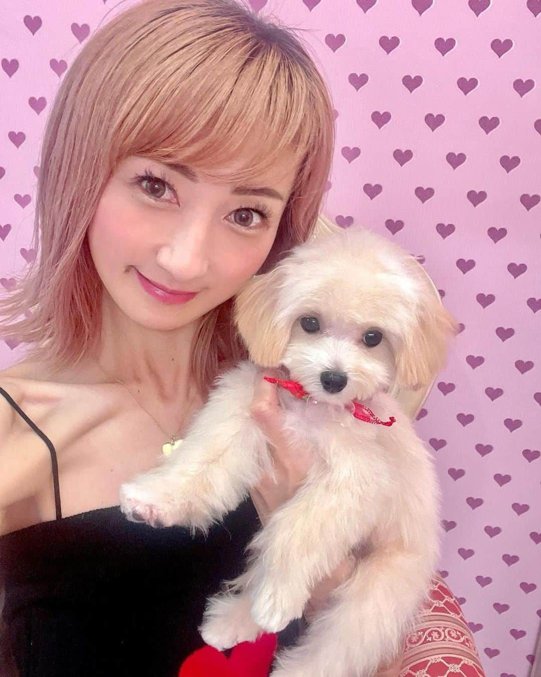 彩耶さんのインスタグラム写真 - (彩耶Instagram)「✴︎✴︎ 𝕃𝕒𝕟𝕚 🐶  #初トリミング ✂️  可愛くなったね〜💕  ⠀⠀⠀ ⠀⠀ お写真 ▶︎▶︎ Swipe ▶︎▶︎してね  トリミング後のラニです🐶 サロンにお迎えに行った帰りは🚗 すっかりおネムになってるようでした💤笑💕  ༶༶༶༶༶༶༶༶༶༶༶༶༶༶༶༶༶༶༶༶༶༶༶༶༶༶༶༶༶༶༶༶༶༶༶༶༶༶  お家🏠にラニをお迎えしてから3ヶ月経ち✨ ワクチン💉も終わり、待ちに待ったトリミングに 行くことができました🤗  毛が伸びて "モシャモシャ" なラニだったからね😅 やっと、さっぱりしたね〜✂️✨  初めてラニ と出会った時は440グラムのちっちゃなちっちゃなまるぷーちゃんでした🐶 今は、1.8kgまで増え、おっきくなりました〜🤭 先日検診に行ったら、めちゃ健康でした💯💕  ラニっ🐶✨今日も明日もハッピーに過ごしてね🫶 6ヶ月の #まるぷー女の子🐶 よろしくね💕  ༶༶༶༶༶༶༶༶༶༶༶༶༶༶༶༶༶༶༶༶༶༶༶༶༶༶༶༶༶༶༶༶༶༶༶༶༶༶༶༶༶ #まるぷー #まるぷー女の子 #まるぷー連合 #マルプー #マルプー子犬 #dogstagram #instadog #いぬすたぐら #わんこのいる生活  #犬のいる生活 #犬のいる暮らし#わんこ部 #わんこ #まるぷー女の子 #ペット初心者 #もふもふ #ふわもこ部 #わんこok  #パピー #パピー犬」9月12日 19時40分 - 3aya11