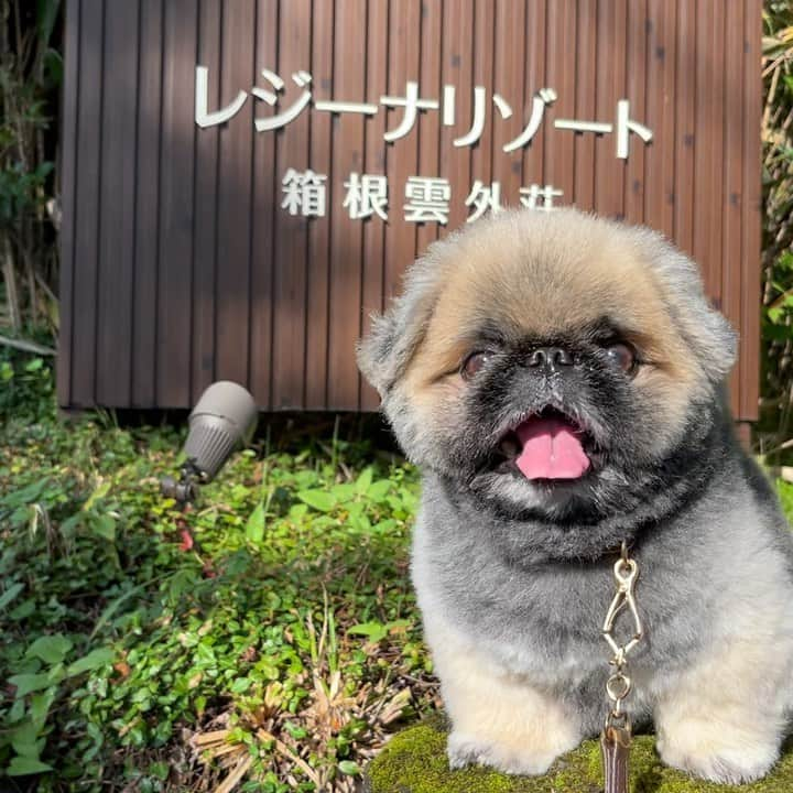 いぶそらのインスタグラム：「今回お世話になったのは💝 レジーナリゾート箱根雲外荘さん @hakone_ungaiso  とても、素敵なお宿💓 ドッグファーストなお宿で、お気遣い半端ない感が、すごかった🥰🐾🐾  #hakone  #箱根旅行  #強羅 #レジーナリゾート箱根雲外荘」