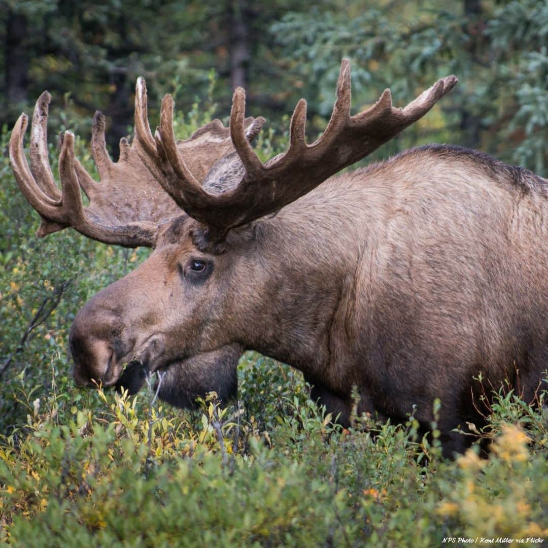 アメリカ大使館さんのインスタグラム写真 - (アメリカ大使館Instagram)「アラスカ州デナリ国立公園 (Denali National Park)にいるオオヘラジカです。デナリ(Denali)では、グリズリーベア、白頭ワシ、オオカミ、ムースなどの野生生物に高確率で出会えるそうです。  #国立公園 #アラスカ #デナリ国立公園 #DenaliNationalPark #野生生物」9月12日 20時00分 - usembassytokyo
