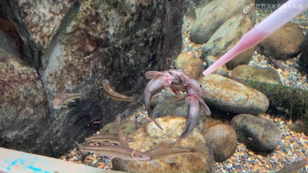 世界淡水魚園水族館 アクア・トト ぎふのインスタグラム：「飼育スタッフより、アカムシを食べるボウズハゼの動画です。  付着藻類食といわれていますが、水族館ではアカムシもよく食べています。  #アクアトト #水族館 #aquarium #オアシスパーク #河川環境楽園」