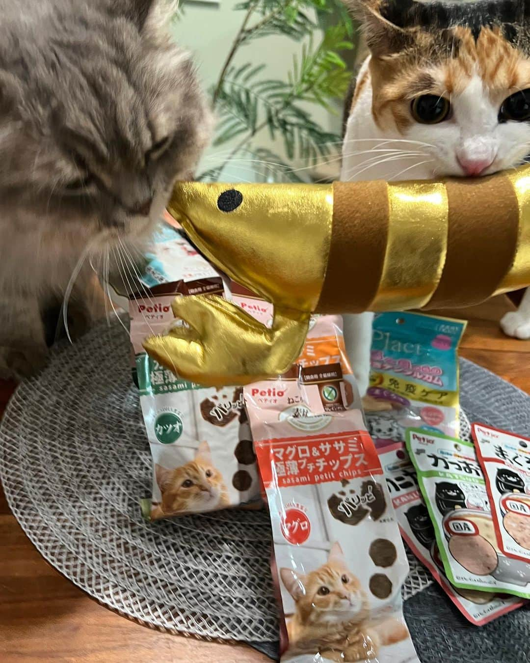 金太さんのインスタグラム写真 - (金太Instagram)「すずちゃんの顔ったら🤣 数分で #けりぐるみゴールドエビ 負傷🦐 . 先日 @petio_ さんのLive内でのプレゼント企画に見事当選しました！ Liveは主に新商品フードのご紹介で気になるものがたくさんあったのでめちゃうれしい☺️ . 気になってたササミチップスは薄焼きせんべいみたい。さっそく食べたよー♪ . ところで金太は、お届けチャイム🚪🎵の音にビビり2階に避難して降りて来ず...  #けりぐるみ #petio #ペティオ ＿＿＿＿＿＿＿＿＿＿＿＿ ＼ねこの金太と蒼太とすず／ 金太(９)スコティッシュ 蒼太(６)ラガマフィン すず(１)保護ねこ ▷▷ @vvviopw  ＿＿＿＿＿＿＿＿＿＿＿＿ #ラガマフィンのそうちゃん#ラガマフィン#Ragamuffin #もふもふ #にゃんすたぐら#けりけり#catsofinstagram  #meowed#9gag #猫のいる暮らし　#ねことの生活　#猫好きさんと繋がりたい#三毛猫　#保護猫#三毛猫すず#calico」9月12日 20時33分 - vvviopw