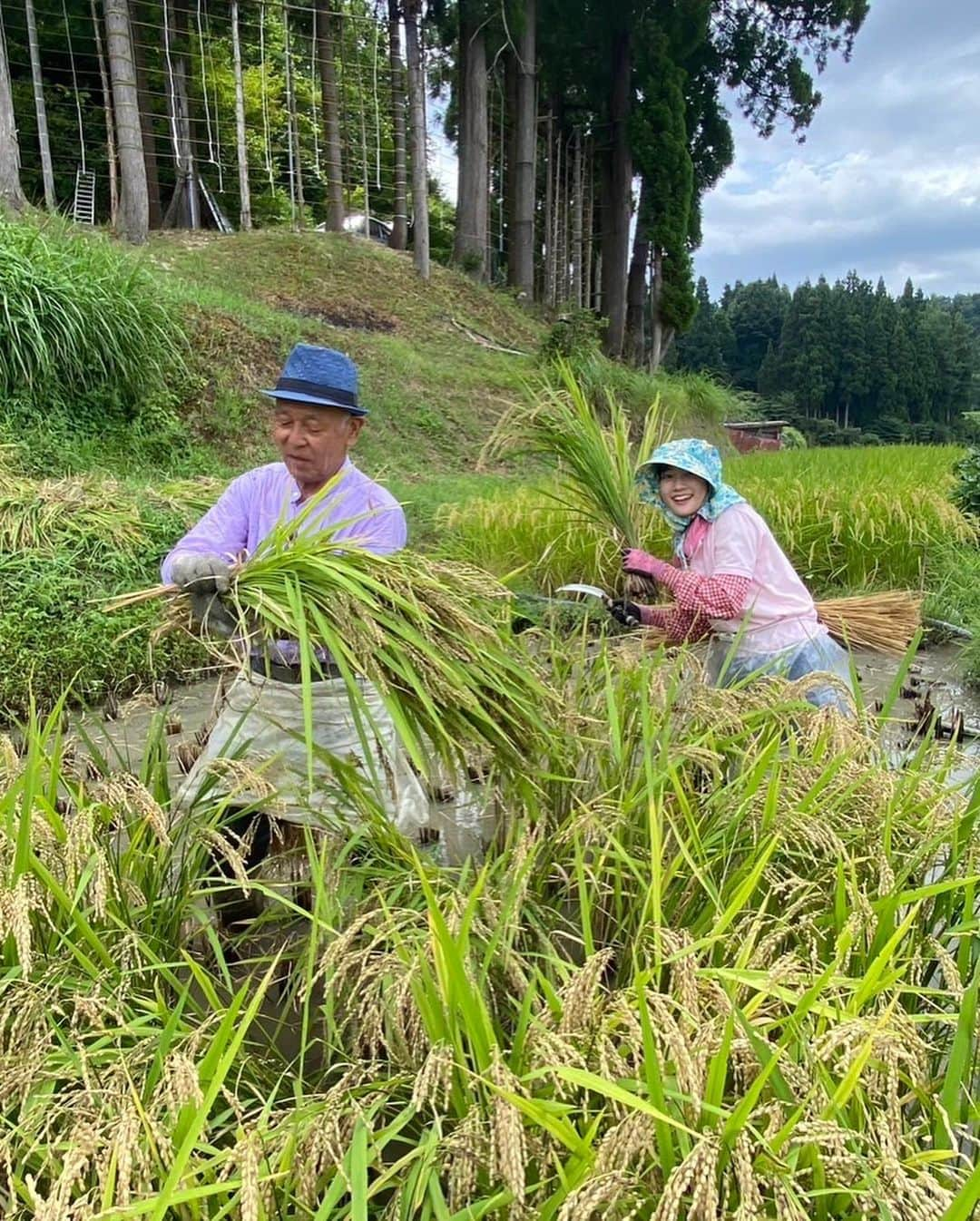 松本亜美さんのインスタグラム写真 - (松本亜美Instagram)「きのうの自然派 田んぼにコイして🌾 今年は古代米作りにチャレンジしています！コシヒカリよりも早めに稲刈りのシーズンを迎えたということで、師匠と自然派田んぼ応援隊の皆さんと共に1年ぶりの稲刈りをしました！！  稲を刈るのはゆっくりできるのですが、稲をまとめるのが難しい🥲 どっちが上？どうやってねじるの？ ハテナがいっぱい飛びつつ、何度も繰り返し結ぶことでなんとか習得！ 次のコシヒカリの稲刈りの時にちゃんとできるのか… ハラハラしつつも、引き続き練習を重ねようと思います！  錦鯉もたくさん放したので捕まえるのに一苦労💦 元気いっぱい育っているということがわかるのですが、素早い動きについていけませんでした😂  稲刈り後は地元の皆さんが集まって体操をしていたところに潜入👀 腰を丸めて作業をすることが多い田んぼなので、気持ちよくストレッチができました☀️ 先生のおかげで皆さん終始笑顔で賑やかな時間を過ごせました！ またぜひ一緒にストレッチをしたいです♪  #teny #テレビ新潟  #夕方ワイド新潟一番  #自然派 #田んぼにコイして  #自然派田んぼ #あみ田んぼ  #稲刈り #古代米 #錦鯉  #結び方 #難しい  #健康いきいき体操 #気持ち良い  #アナウンサー  #松本亜美」9月12日 20時39分 - ami_matsumoto_teny