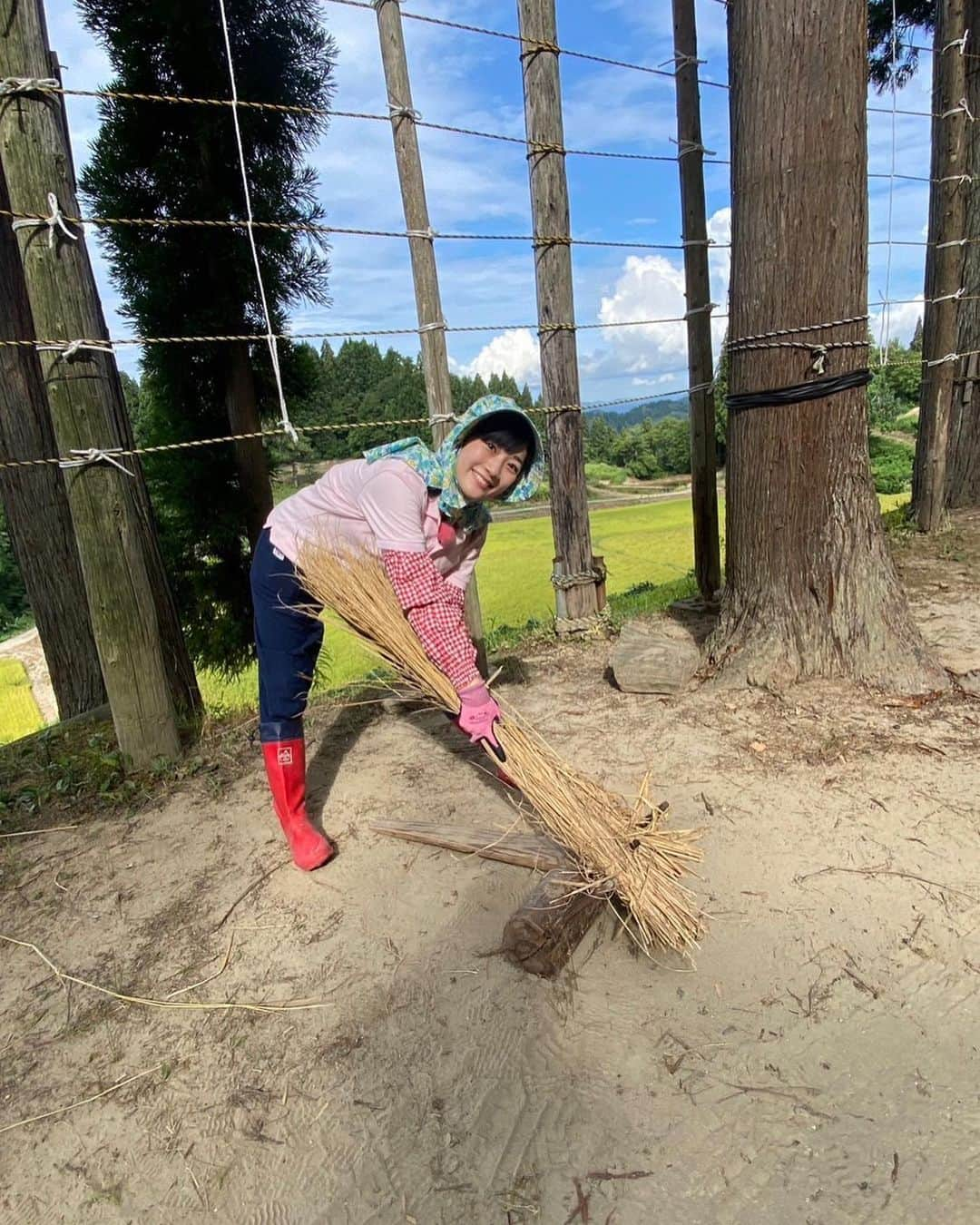 松本亜美さんのインスタグラム写真 - (松本亜美Instagram)「きのうの自然派 田んぼにコイして🌾 今年は古代米作りにチャレンジしています！コシヒカリよりも早めに稲刈りのシーズンを迎えたということで、師匠と自然派田んぼ応援隊の皆さんと共に1年ぶりの稲刈りをしました！！  稲を刈るのはゆっくりできるのですが、稲をまとめるのが難しい🥲 どっちが上？どうやってねじるの？ ハテナがいっぱい飛びつつ、何度も繰り返し結ぶことでなんとか習得！ 次のコシヒカリの稲刈りの時にちゃんとできるのか… ハラハラしつつも、引き続き練習を重ねようと思います！  錦鯉もたくさん放したので捕まえるのに一苦労💦 元気いっぱい育っているということがわかるのですが、素早い動きについていけませんでした😂  稲刈り後は地元の皆さんが集まって体操をしていたところに潜入👀 腰を丸めて作業をすることが多い田んぼなので、気持ちよくストレッチができました☀️ 先生のおかげで皆さん終始笑顔で賑やかな時間を過ごせました！ またぜひ一緒にストレッチをしたいです♪  #teny #テレビ新潟  #夕方ワイド新潟一番  #自然派 #田んぼにコイして  #自然派田んぼ #あみ田んぼ  #稲刈り #古代米 #錦鯉  #結び方 #難しい  #健康いきいき体操 #気持ち良い  #アナウンサー  #松本亜美」9月12日 20時39分 - ami_matsumoto_teny