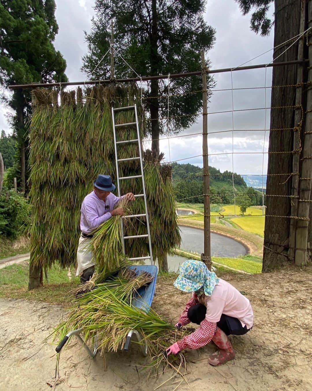 松本亜美さんのインスタグラム写真 - (松本亜美Instagram)「きのうの自然派 田んぼにコイして🌾 今年は古代米作りにチャレンジしています！コシヒカリよりも早めに稲刈りのシーズンを迎えたということで、師匠と自然派田んぼ応援隊の皆さんと共に1年ぶりの稲刈りをしました！！  稲を刈るのはゆっくりできるのですが、稲をまとめるのが難しい🥲 どっちが上？どうやってねじるの？ ハテナがいっぱい飛びつつ、何度も繰り返し結ぶことでなんとか習得！ 次のコシヒカリの稲刈りの時にちゃんとできるのか… ハラハラしつつも、引き続き練習を重ねようと思います！  錦鯉もたくさん放したので捕まえるのに一苦労💦 元気いっぱい育っているということがわかるのですが、素早い動きについていけませんでした😂  稲刈り後は地元の皆さんが集まって体操をしていたところに潜入👀 腰を丸めて作業をすることが多い田んぼなので、気持ちよくストレッチができました☀️ 先生のおかげで皆さん終始笑顔で賑やかな時間を過ごせました！ またぜひ一緒にストレッチをしたいです♪  #teny #テレビ新潟  #夕方ワイド新潟一番  #自然派 #田んぼにコイして  #自然派田んぼ #あみ田んぼ  #稲刈り #古代米 #錦鯉  #結び方 #難しい  #健康いきいき体操 #気持ち良い  #アナウンサー  #松本亜美」9月12日 20時39分 - ami_matsumoto_teny