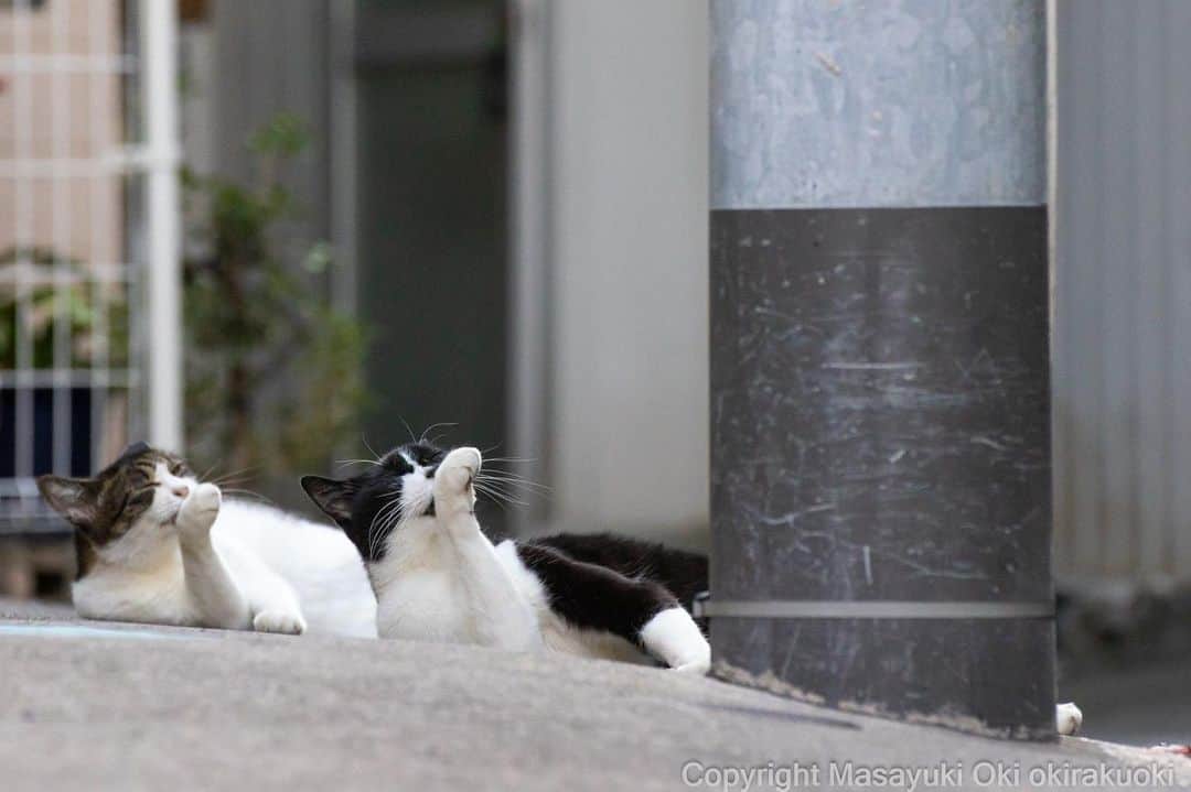 Masayukiのインスタグラム：「シンクロ。  #cat #ねこ #猫 #東京カメラ部 #nekoclub  #yourshotphotographer  #my_eos_photo」
