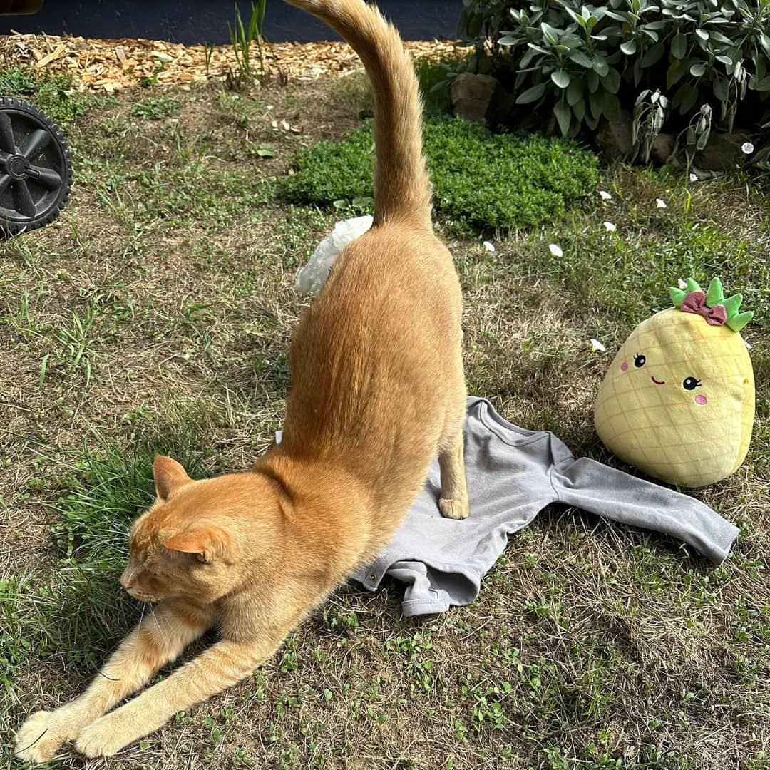 Snorri Sturlusonさんのインスタグラム写真 - (Snorri SturlusonInstagram)「STOLEN: musical stuffed lamb, a ridiculous pineapple squishmallow, and an encrusted grey onesie. Brought in over nights of 9/10-11. The pineapple was deposited in the bedroom at 3am and announced proudly over and over until everyone woke up. Also, the bandits are getting braver, ring video for evidence. 🦝#snorrithecat #catburglar #hillsborooregon #pnw #catsofinstagram #shutepark #raccoon」9月13日 6時17分 - snorrithecat