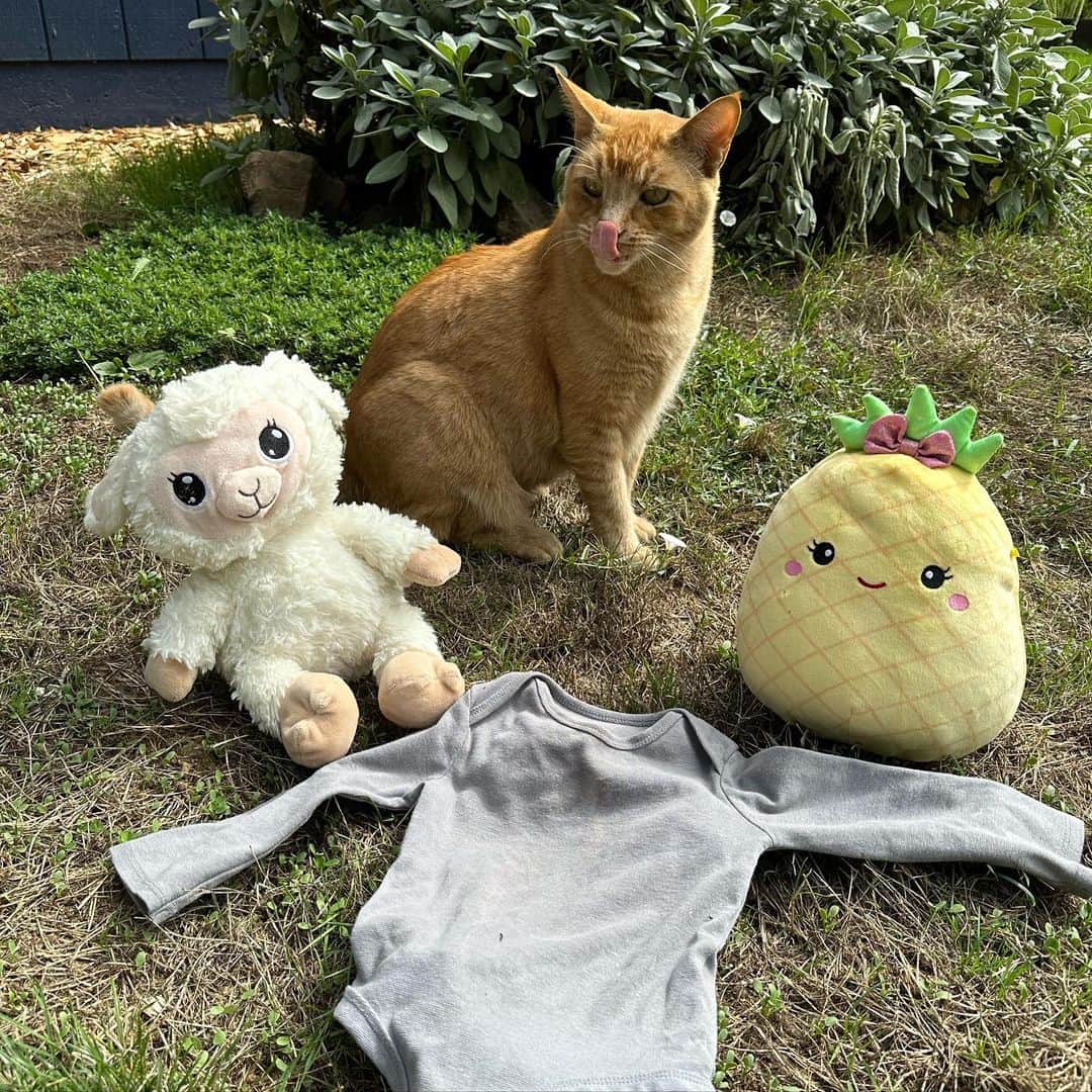 Snorri Sturlusonのインスタグラム：「STOLEN: musical stuffed lamb, a ridiculous pineapple squishmallow, and an encrusted grey onesie. Brought in over nights of 9/10-11. The pineapple was deposited in the bedroom at 3am and announced proudly over and over until everyone woke up. Also, the bandits are getting braver, ring video for evidence. 🦝#snorrithecat #catburglar #hillsborooregon #pnw #catsofinstagram #shutepark #raccoon」