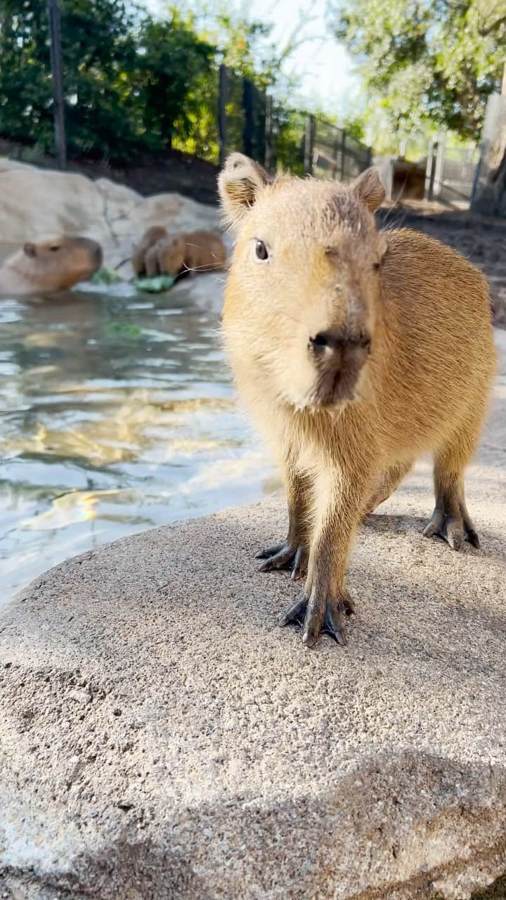 San Diego Zooのインスタグラム：「Poolside capy hour, snacks included 🥬  #Capybara #Pups #WaterPigs #SanDiegoZoo」