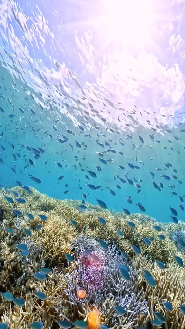 Syuuichi Yamadaのインスタグラム：「Good morning ✨ 光が射した美しい沖縄の水中🐠🪸💦 📷 GoPro hero 11 @goprojp @goprojp  📍 Iriomote Island #沖縄#okinawa#오키나와#海#夏#沖縄旅行#八重山諸島#島旅#キャンプ#夏休み#水中#シュノーケル visitokinawa#beokinawa#JTAokinawa#visitjapanjp」