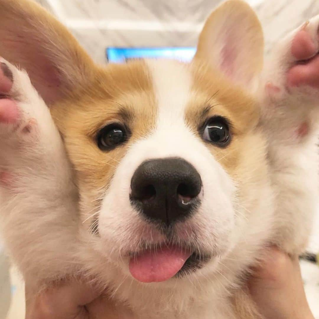 8crapさんのインスタグラム写真 - (8crapInstagram)「Okay you got me 😛 - Hashtag #barkedtongueout on your doggo’s tongue out photos/videos and get a chance to be featured! - 📷 @donut_corgi - #barked #tongueouttuesday #tot #👅 #😛 #dog #doggo #Corgi」9月12日 22時45分 - barked