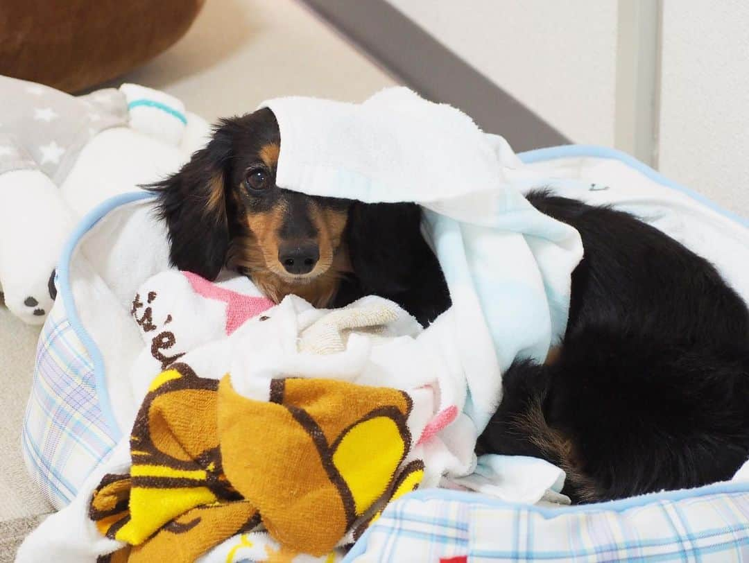 Sora Momoのインスタグラム：「頭に被りすぎるもも🐶🐾 ☺︎ バスタオル２枚もぐるぐる巻き🌀 いつもおちりは出ちゃってる😆 ☺︎ #被りすぎ#ペロンってかかるタオルの端が笑える#タオルぐるぐる巻き#自分で頭から潜って#くるくる回って#こうなります笑#いつもおしり出てる#頭隠して尻隠さず#タオルの隙間から#こっち見てる #ダックス#ミニチュアダックス #dachshund #miniaturedachshund」