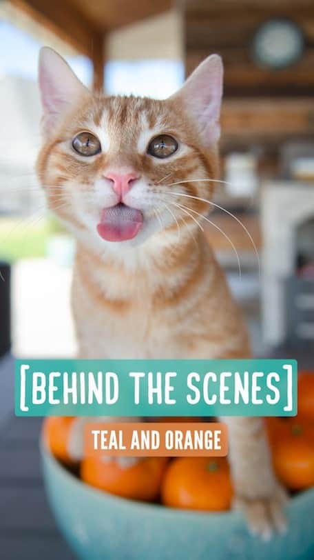 のインスタグラム：「Behind the scenes — Orange and teal  In case you haven’t noticed 😆 I love teal/seafoam/mint. I never appreciated the color orange until recently. Anytime Sunny is around teal, his color popped! Then I remembered teal and orange were complimentary colors! I was motivated to take pictures of Sunny, oranges and a touch of teal.   I stopped giving him churu out of its sleeve after the recent incident. If you missed my PSA, check out Facebook/YouTube @ bordernerd」