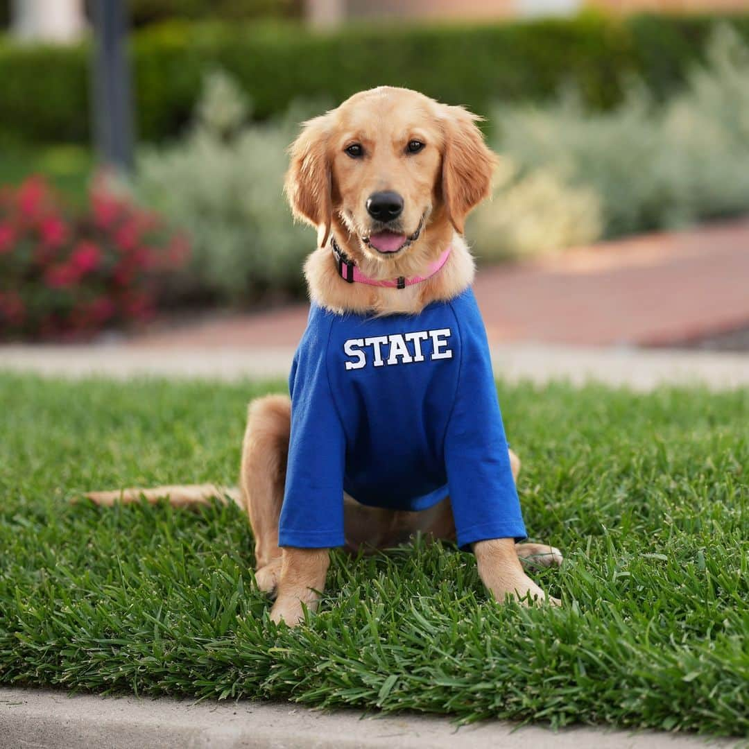 Subaru of Americaのインスタグラム：「Sneak peek of Teen Barkley's #BackToSchool photos. Which look is giving casual, confident, and capable of anything? Comment below!   #TheBarkleys  #DogTestedDogApproved #SubaruImpreza」