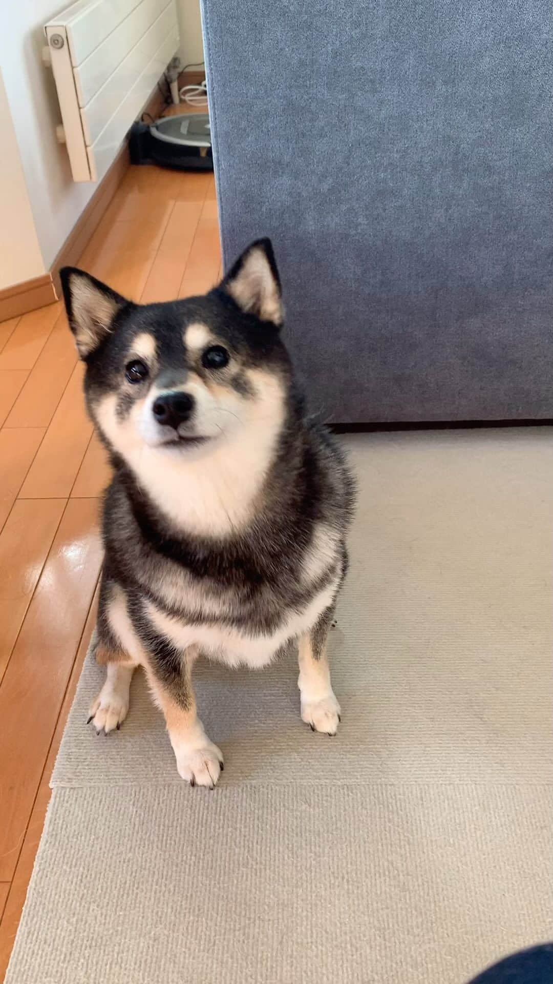 吾子のインスタグラム：「・ ・ 晩御飯後…🐶 ・ ・ 毎日の遊ぼうアピール🐶❤️あこわんルーティン ・ ・ ・ ・ ・ ・ #追っかけっこかー #ボール遊びしたい🐶❤️🎾 #sapporo  ・ 北海道の柴犬 #柴北会 の皆ワン🐶暑い日は水いっぱい飲もう〜🐶✨ ・ #adorable #instadog#shibainu#dog#柴犬ライフ #instashiba#柴犬マニア #9gag #barked #kuroshiba#socute #cutedog#いぬのきもち #黒柴 #dogstagram_japan」