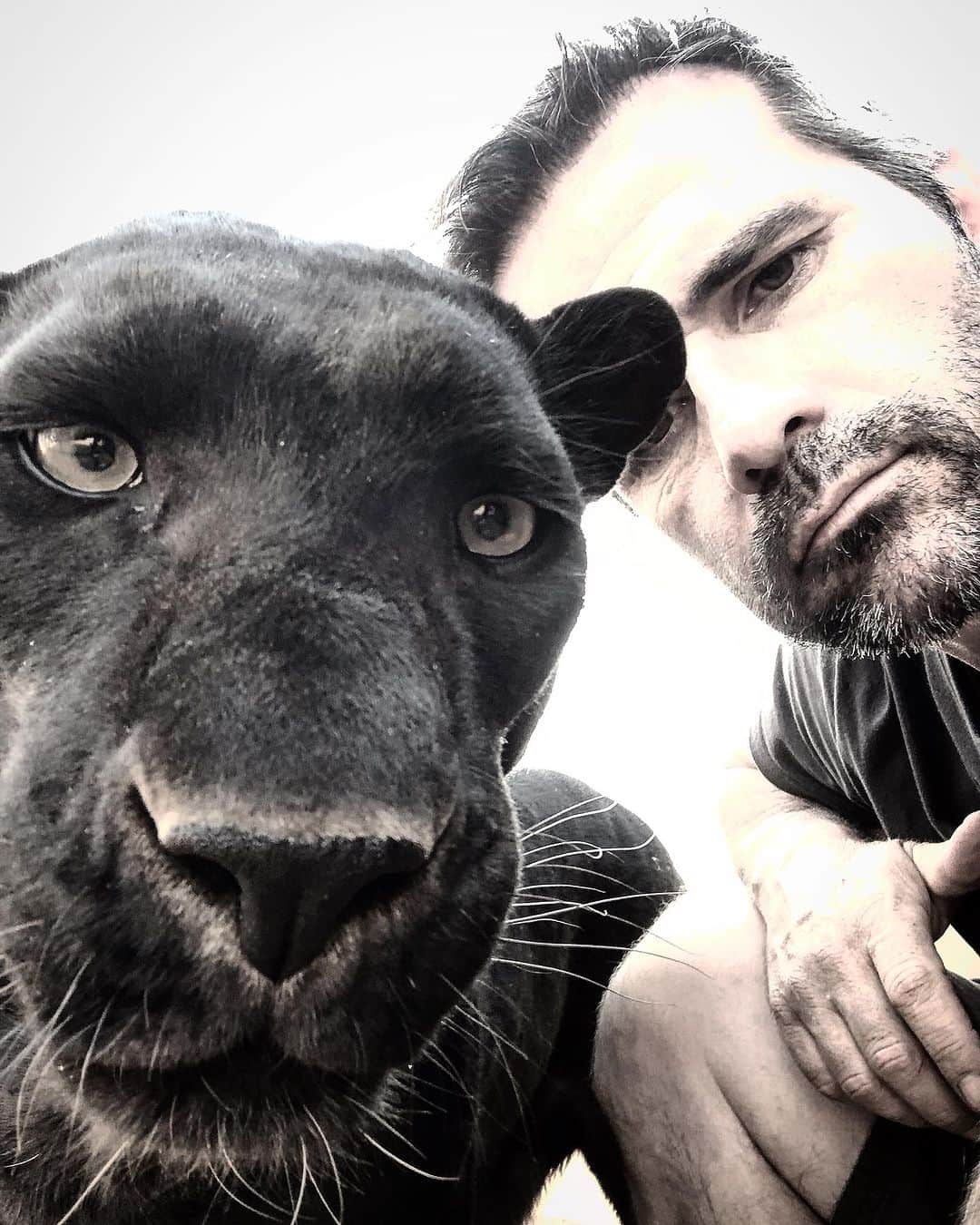 Kevin Richardson LionWhisperer さんのインスタグラム写真 - (Kevin Richardson LionWhisperer Instagram)「The Power Of The Poop! 💩   Nothing better than a pile of fresh rhino poop to get Kahn on a ‘high’.  Few things captivate a big cat’s senses quite like the aroma of fresh rhino poop. It’s the pheromones concealed within this organic matter that spellbind these magnificent creatures, inducing a sense of euphoria and even therapeutic effects. The response parallels that of cats exposed to catnip, showcasing the irresistible allure of these natural scents.  Interestingly, there’s been a long-standing belief that big cats roll in dung to obscure their scent for stealthy hunting, a notion that doesn’t quite align with their hunting behaviours. They typically prefer downwind approaches to stalk their prey, making the scent camouflage theory seem peculiar. In truth, it’s not about hunting; it’s about experiencing the blissful effects of these unique and pleasant scents.  #AnimalPheromones #WildlifeScentSignals #NatureFragrance #AnimalBehavior #ScentCommunication #WildlifeResearch #EcologicalInteractions #PheromoneChemistry #AnimalCommunication #WildlifeBiology #BlackLeopard #BlackPanther #Leopards」9月12日 23時53分 - lionwhisperersa