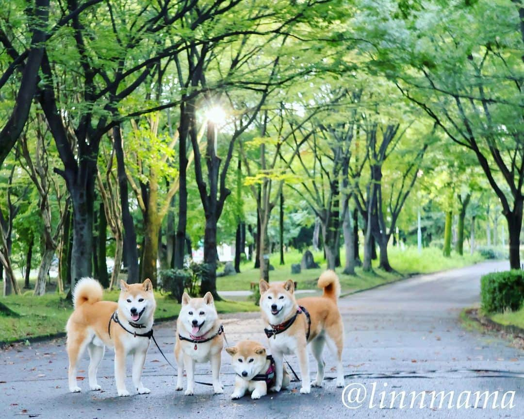 linnmamaさんのインスタグラム写真 - (linnmamaInstagram)「やっと晴れた🙌〜雨あがりの森散歩🐾〜爽やかだったね😍〜日が暮れるの早くなったね〜少しずつ秋が近づいてるのかな😊 ＊ ＊ ＊ #柴犬#dog #柴犬凜の勇気凜々every day #多頭飼い #shibastagram #my_eos_photo #eosr6#eosr10 #ドッグフォトグラファーズ #iphone12#iphone12promax #夕方散歩#写活 #荒子川公園」9月12日 23時54分 - linnmama