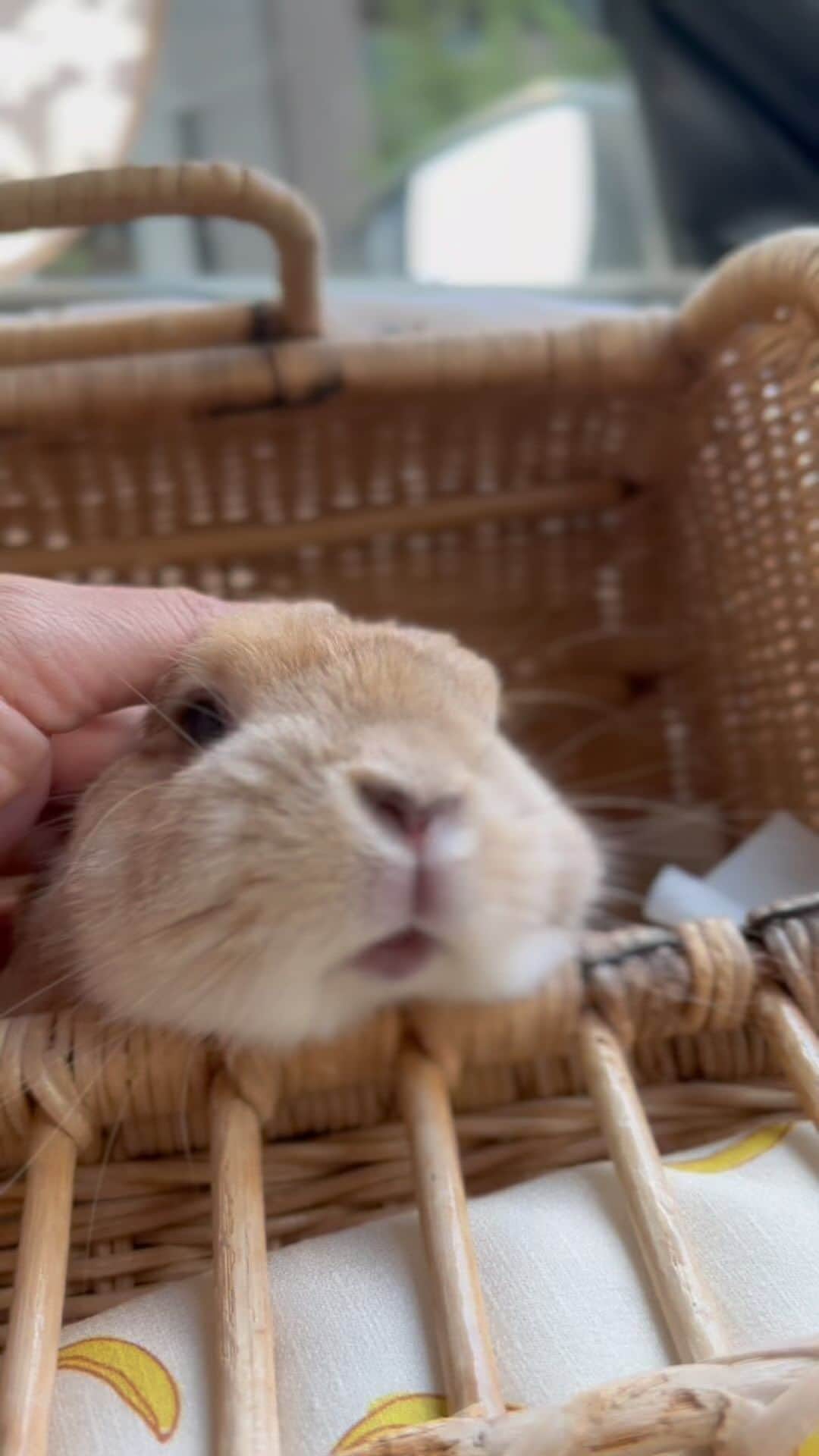 yun.ゆんのインスタグラム：「lemon.🍋 ごほうびに いっぱいなでなでしてもらったよ。♡ ドアップレモンちゃん。🍋✨  . . . 右目の涙と白目の色と白内障の 進み具合が気になり病院へ。  角膜と強膜に炎症があったので 目薬開始です。 . . レモンは眼圧を時々みてもらってます。 心配していた緑内障には なってなくてホッとしました。 うさぎさんの場合、痛みがなくて涙だけの時もあるらしいです。  歯も診てもらいましたが、前歯奥歯ともに異常なし。✨ 不正咬合ではあるけど、高齢になって カットしなくて良くなったのはうれしいけど そんな事もあるんだなぁとびっくりです。❗️  . . . ♪ ♪ ♪  #うさぎ#ウサギ#ネザーランドドワーフ#ZIP写真部#レモン#ふわもこ部#マーチ#多頭飼い#花岡ラビトリー #rabbits#rabbitsofinstagram #rabbitstagram #petstagram #instapet#cutepetclub #instarabbit  #bunnylove #lapin #pecotv #WeeklyFluff #netherlanddwarf」