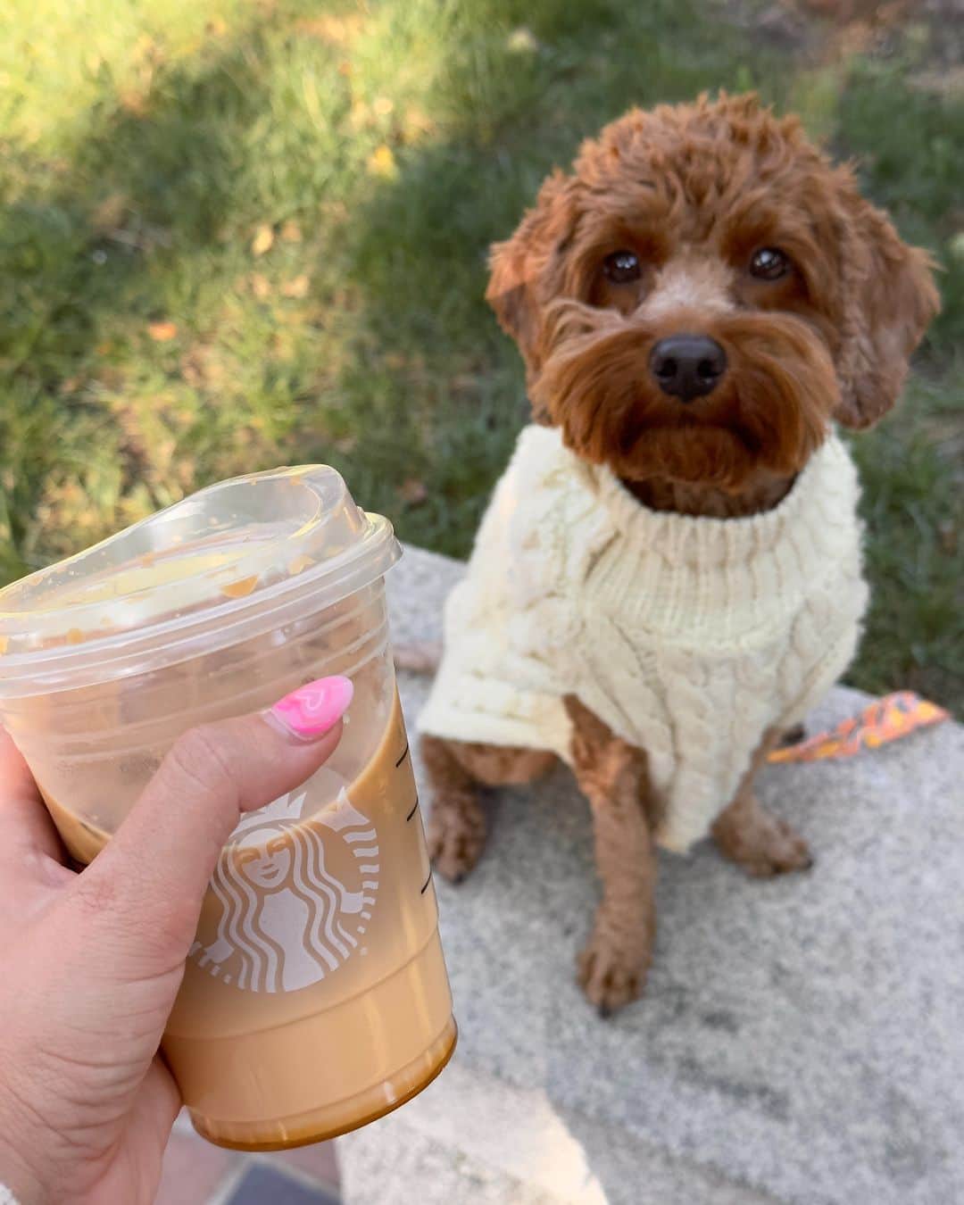 Starbucksのインスタグラム：「🚨 DOG IN A SWEATER 🚨 Created with @kenziegoley」