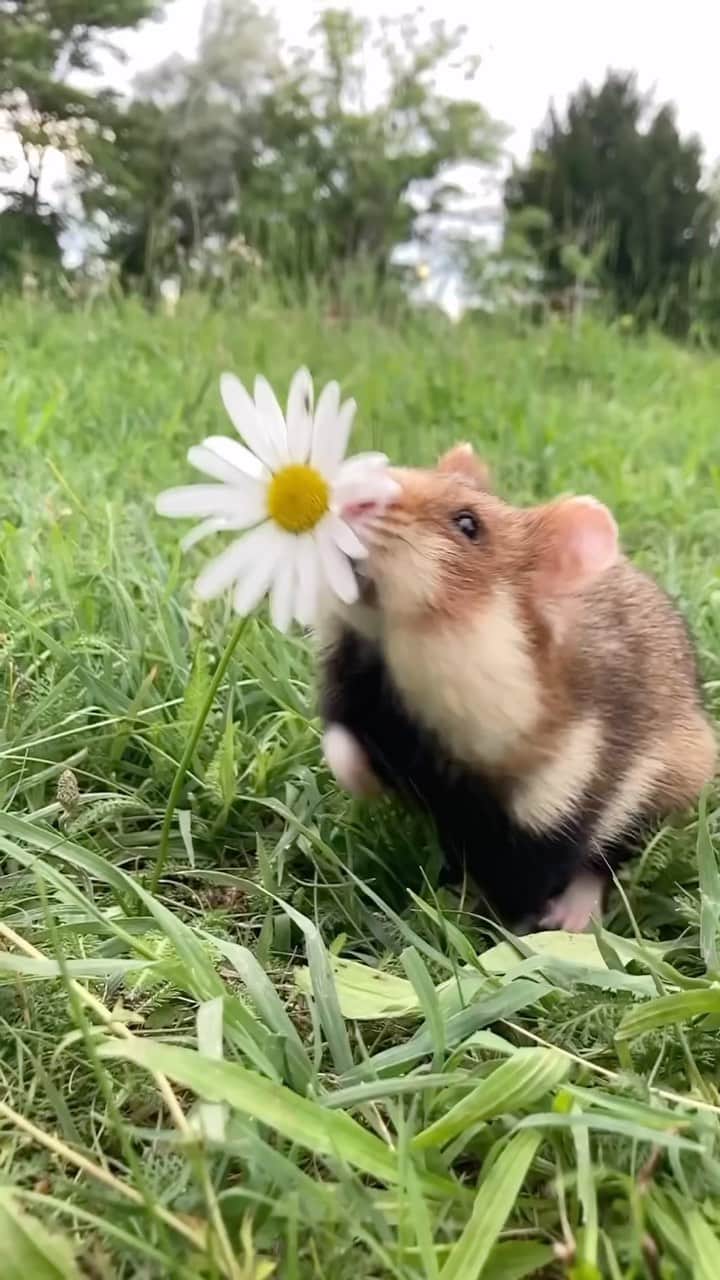 Cute baby animal videos picsのインスタグラム：「Have you ever seen a wild hamster 🐹😍 Song : Maybe @skars check it out  - - Follow us @cutie.animals.page for more !! 💙 - - Credit 📸 @julianradwildlife DM for removal)🙏🏻 - - #animals #nature #animal #pets #love #cute #wildlife #pet #cats #dog #photography #dogs #instagram #cat #naturephotography #of #photooftheday #dogsofinstagram #animallovers #wildlifephotography #petsofinstagram #birds #catsofinstagram #instagood #petstagram #art #animalsofinstagram #puppy #bird #bhfyp」