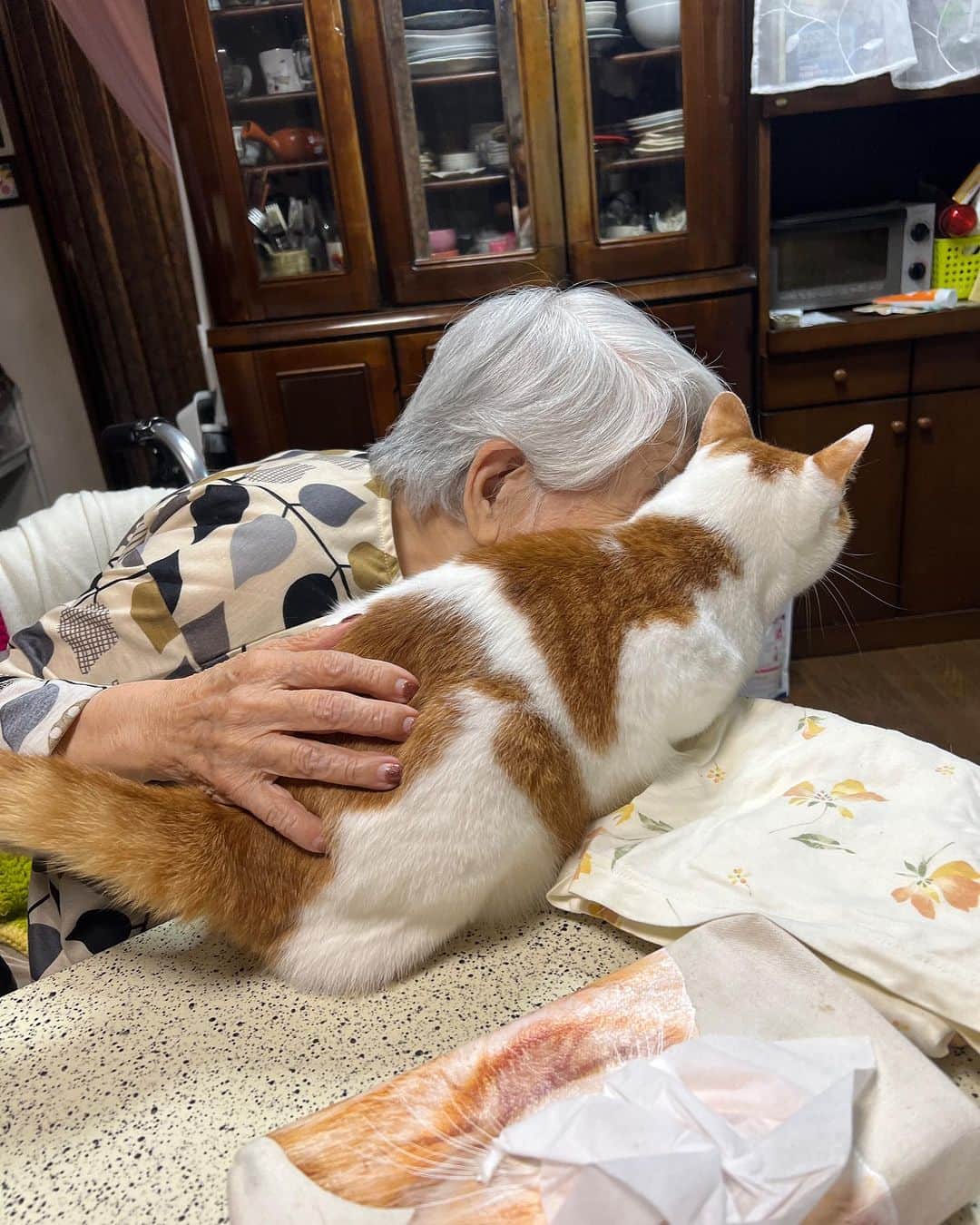 Kachimo Yoshimatsuのインスタグラム：「バーバちゃんは、金曜日から火曜日までショートステイに行ってて、久しぶりのおいちゃん｡寂しかったんだって｡  #うちの猫ら #猫 #バーバと猫 #oinari #ねこ #ニャンスタグラム #にゃんすたぐらむ #ねこのきもち #cat #ネコ #catstagram #ネコ部 http://kachimo.exblog.jp」